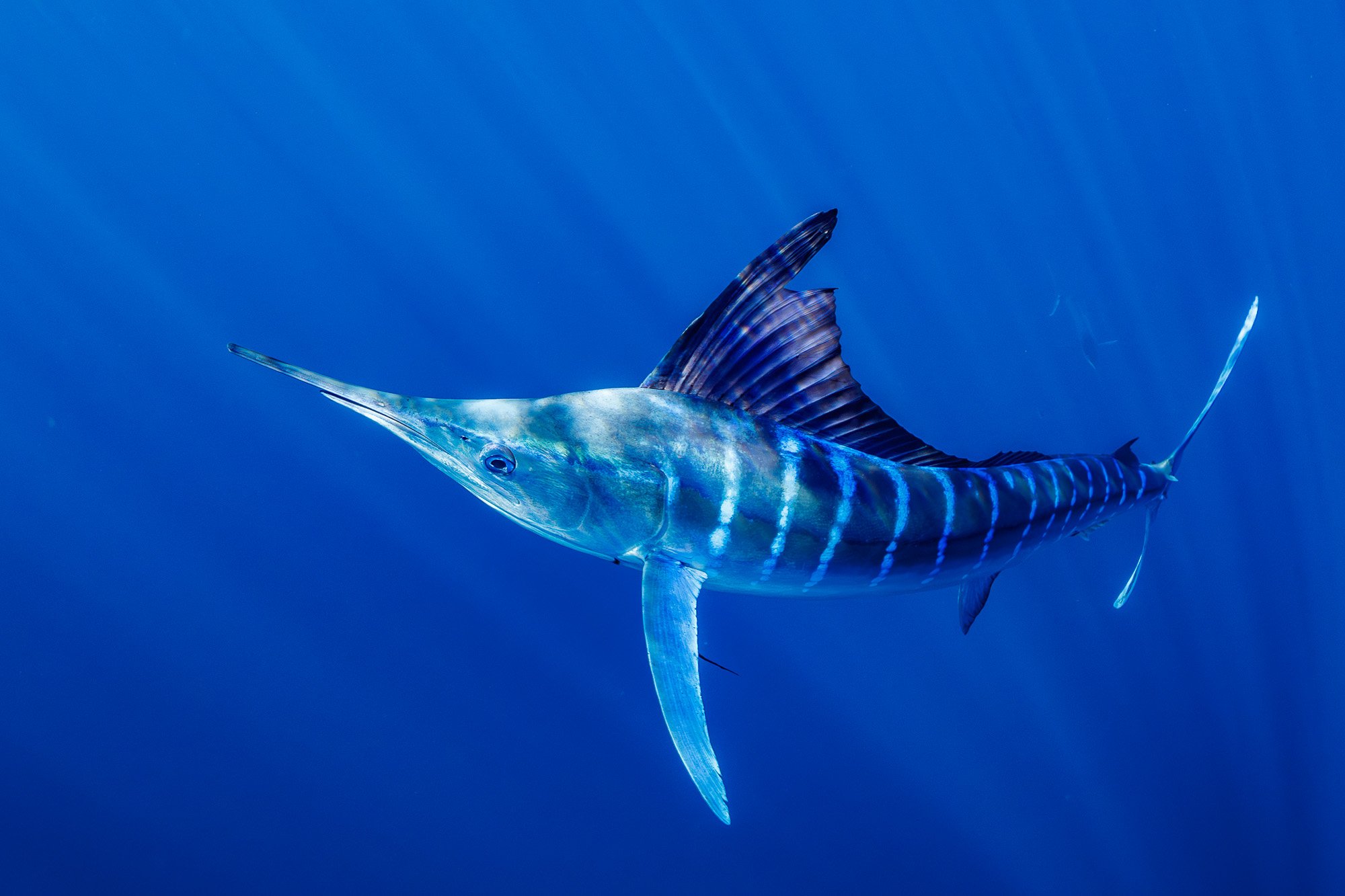 Striped Marlins portrait in Magdalena Bay (Mag Bay), Mexico. High-speed underwater action photography capturing the moment. Camera and Housing: Canon R5 mk2, Nauticam; Lens: EF 8-15mm; F5.6 | 1/2000 | iso 2000