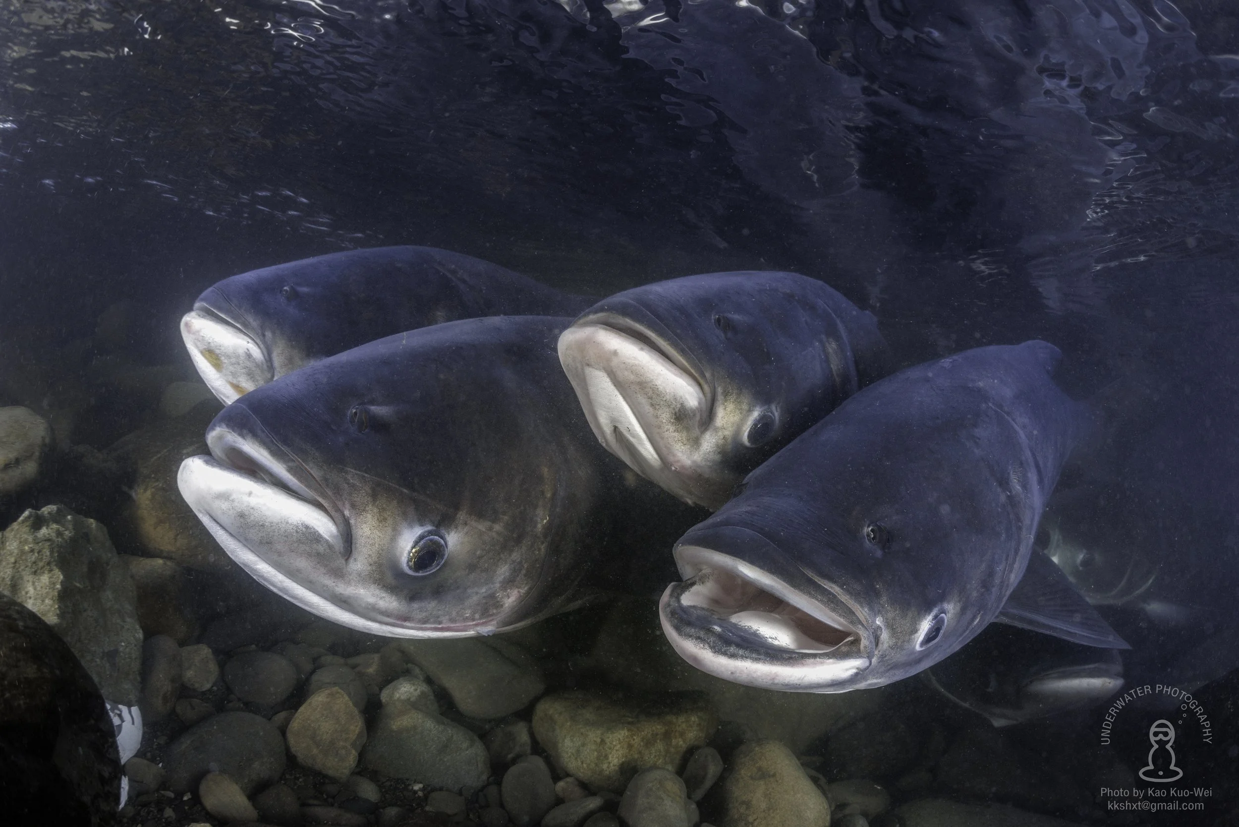 Bitan - Taiwan 2025 Apr
