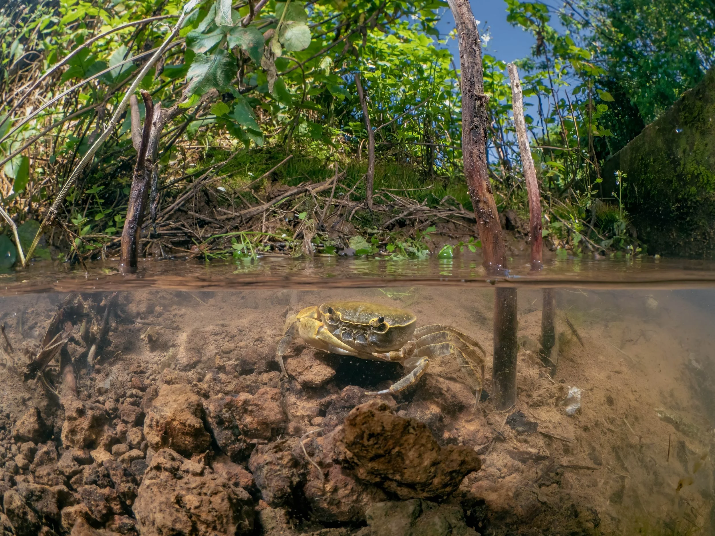 OCEAN GEOGRAPHIC EMERGING PHOTOGRAPHER | 
The Dr ALEX MUSTARD Award of Excellence | 
Category WINNER