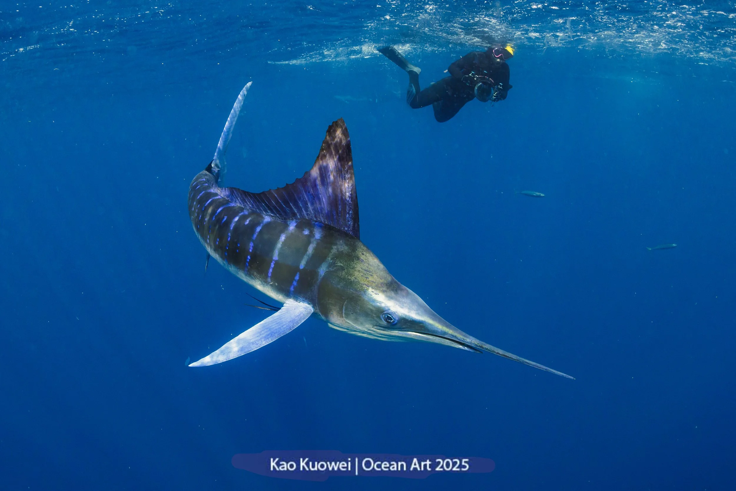Striped Marlin hunting bait ball - 2025 Ocean Art 2nd Place Wide Angle - George Kao