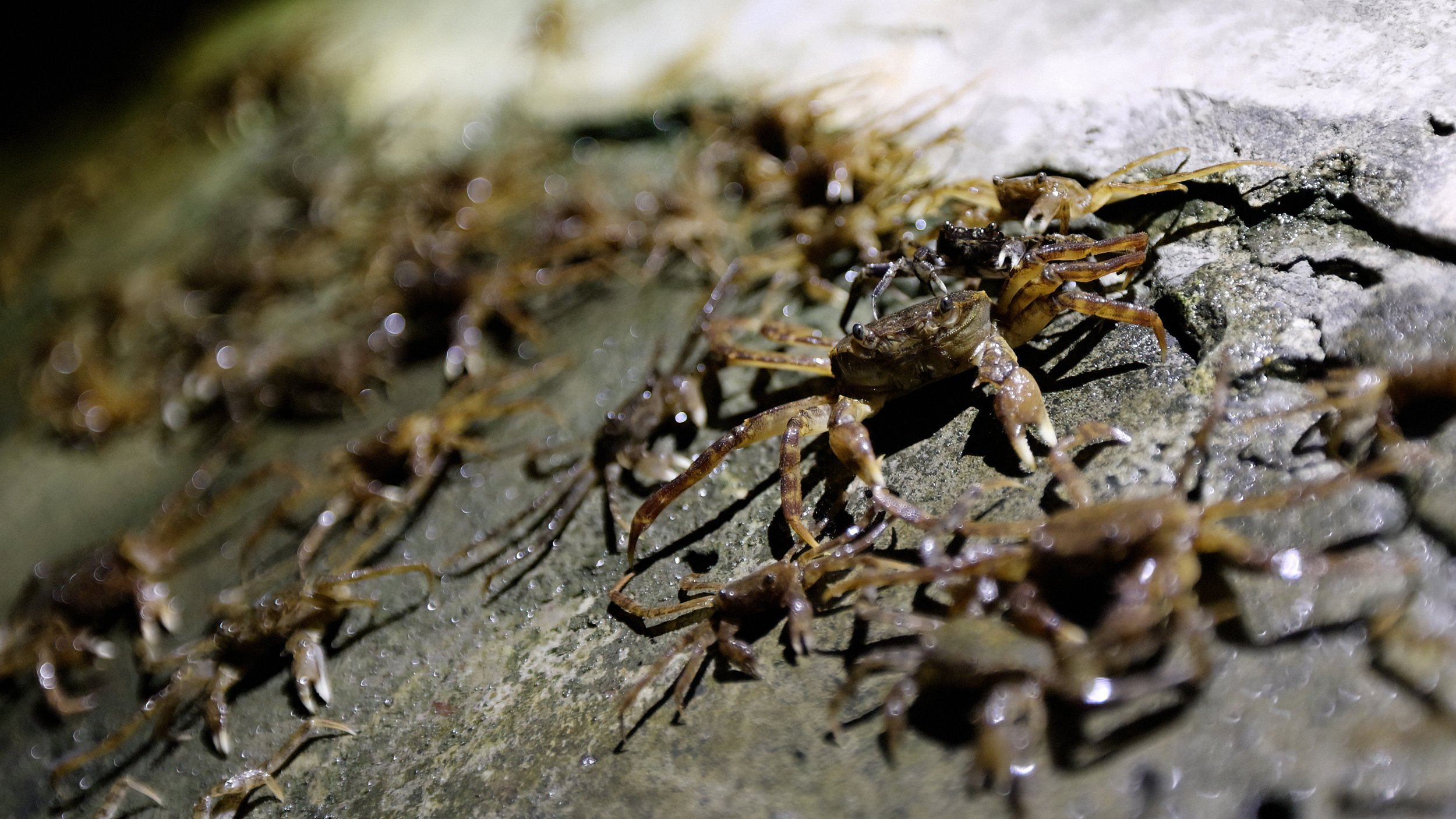 Conservation and Science