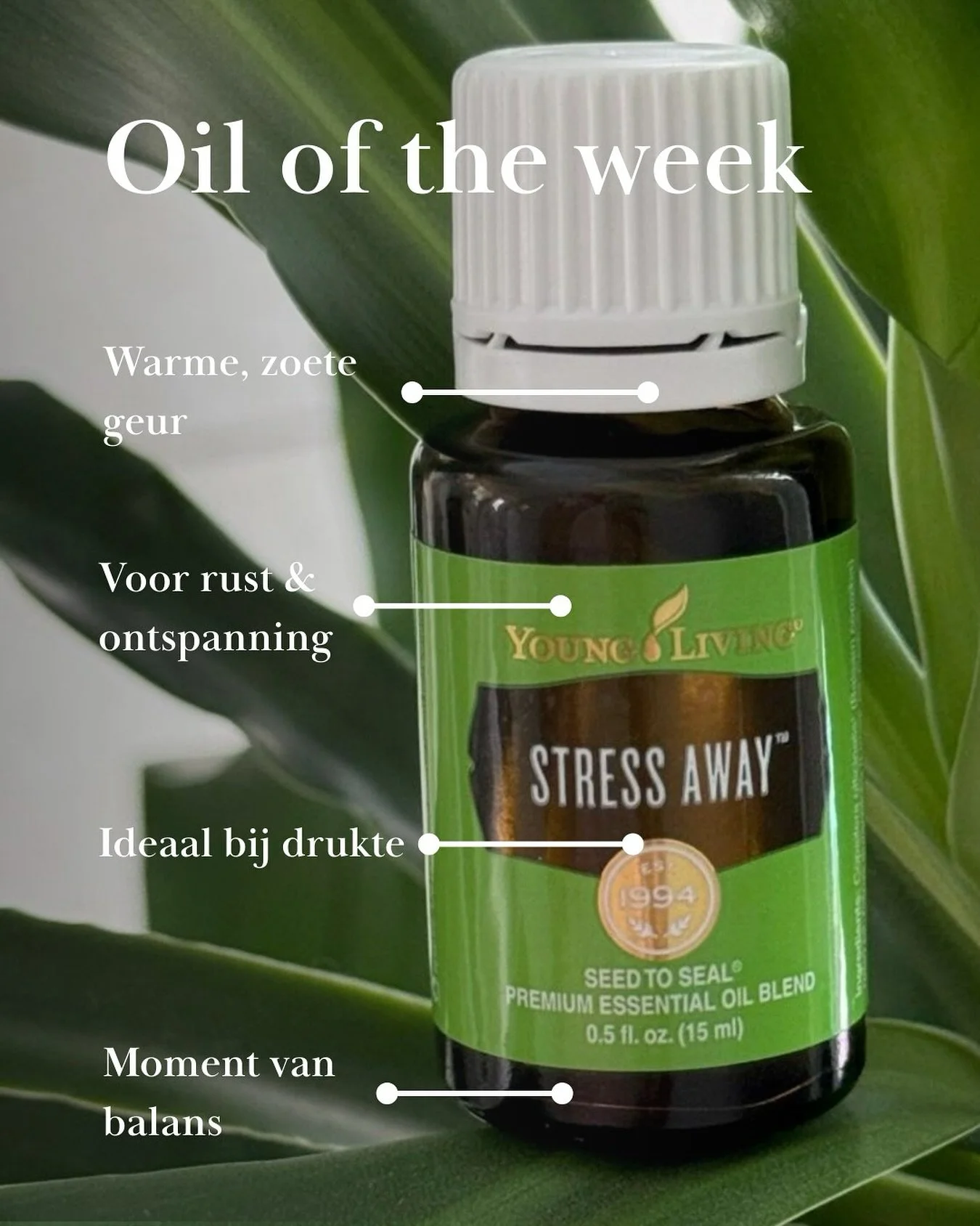 🌿 Oil of the week: Stress Away
De feestdagen komen eraan! Deze zijn gezellig maar vaak ook druk. Juist daarom staat deze week Stress Away in de spotlight: een warme, zachte melange die uitnodigt om even te vertragen en bewust een rustmoment te nemen