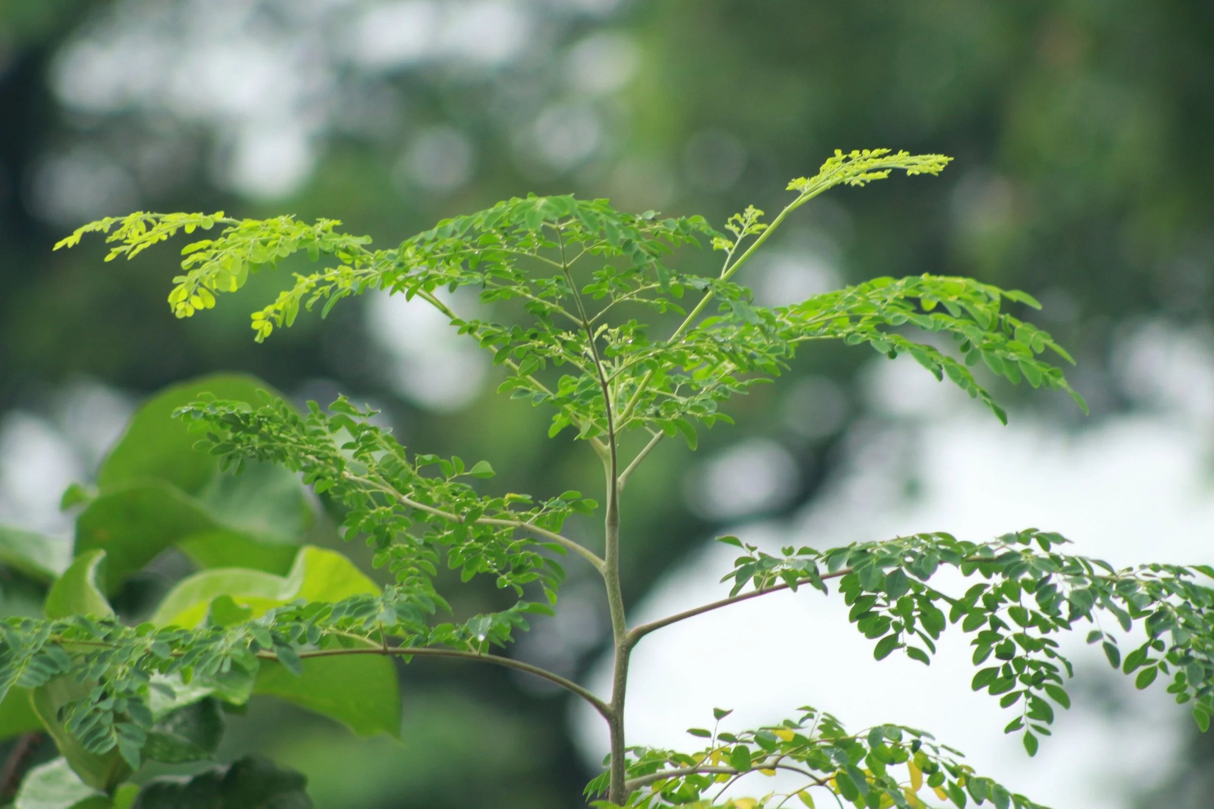 Moringa, the Miracle Tree
