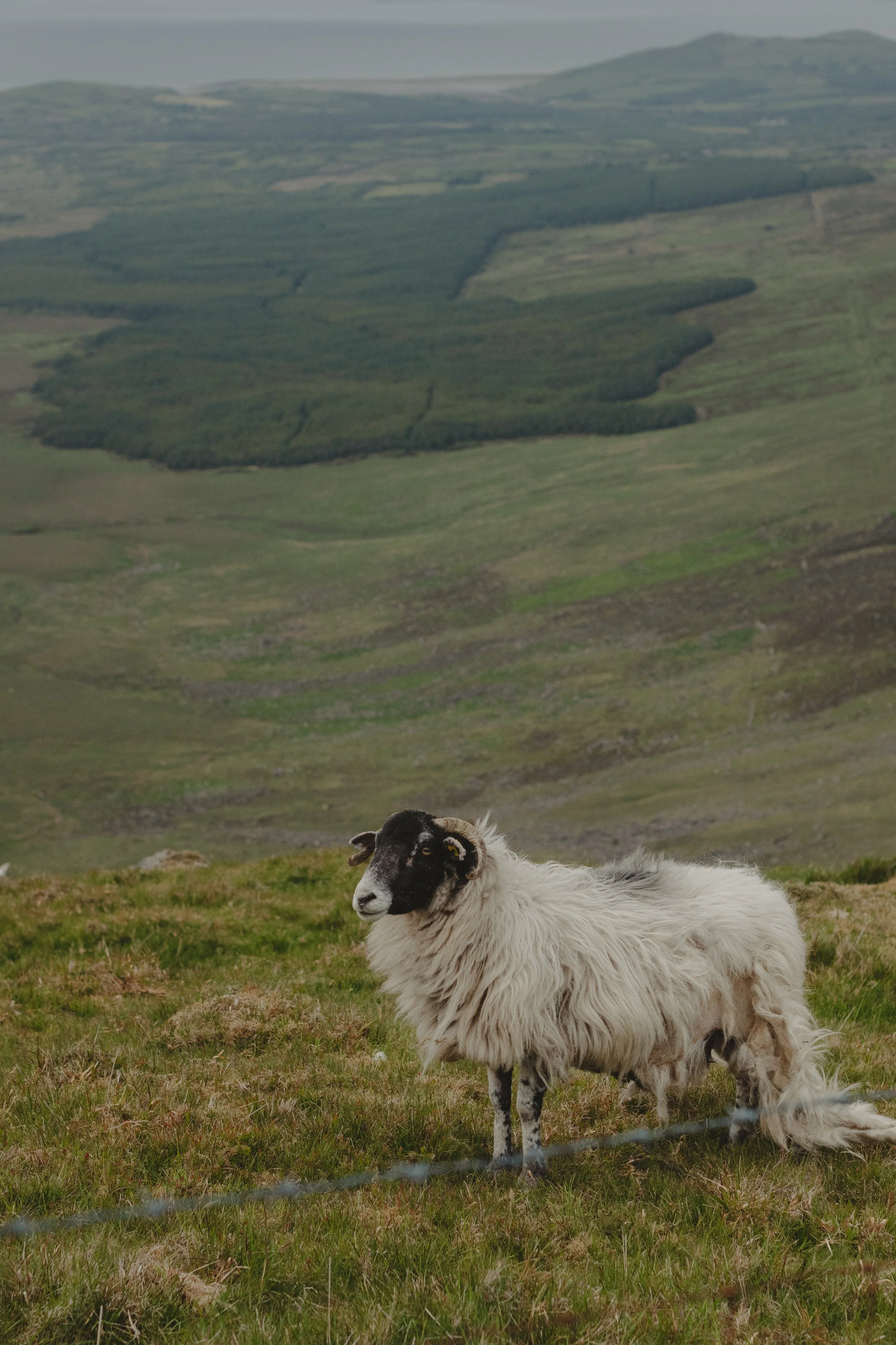 A sheep with a black face and long woolly coat standing on a grassy hillside overlooking rolling green hills in the distance.