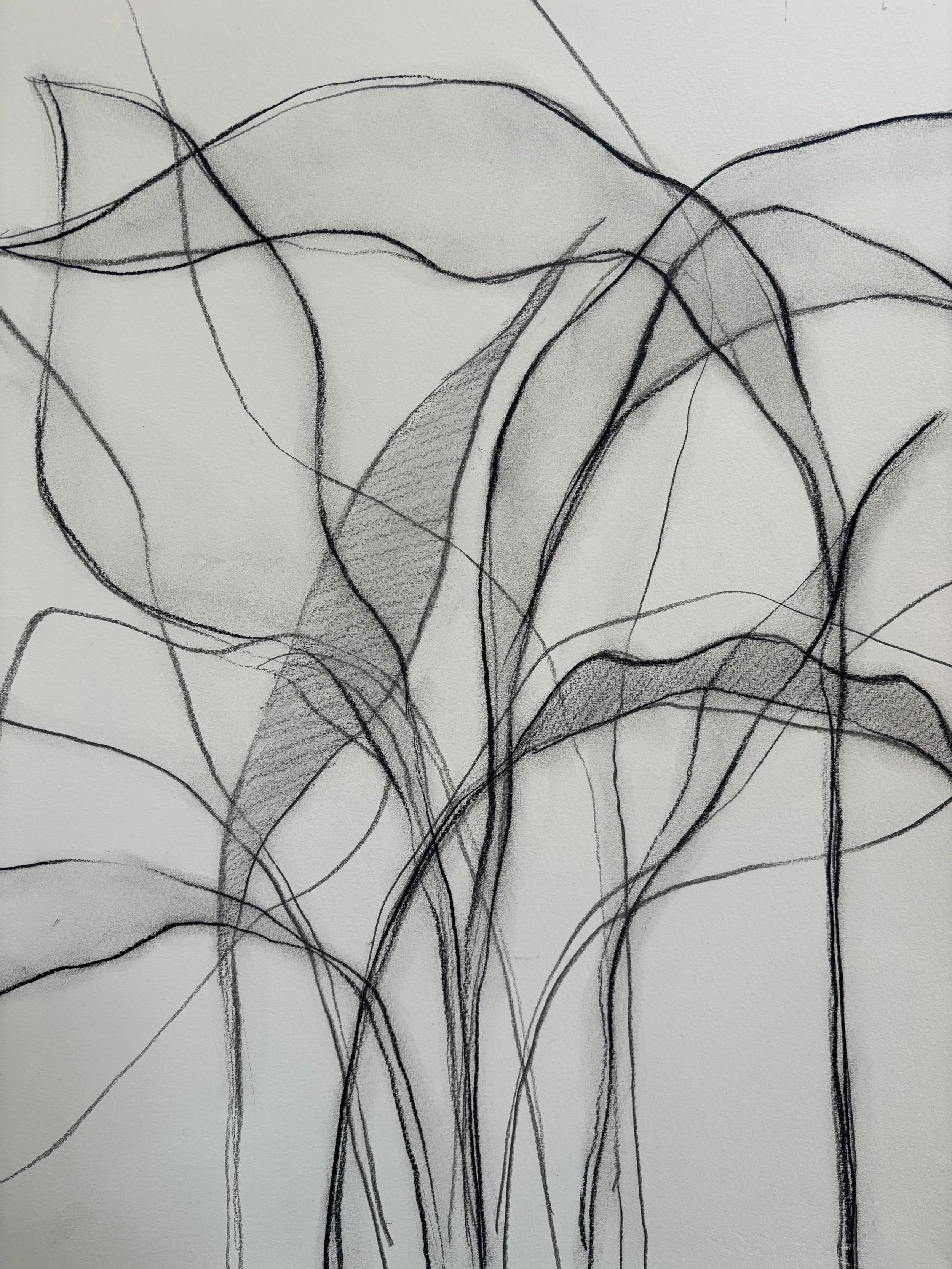 A sketch of abstract, flowing lines and shapes resembling leaves or plant stems on paper.