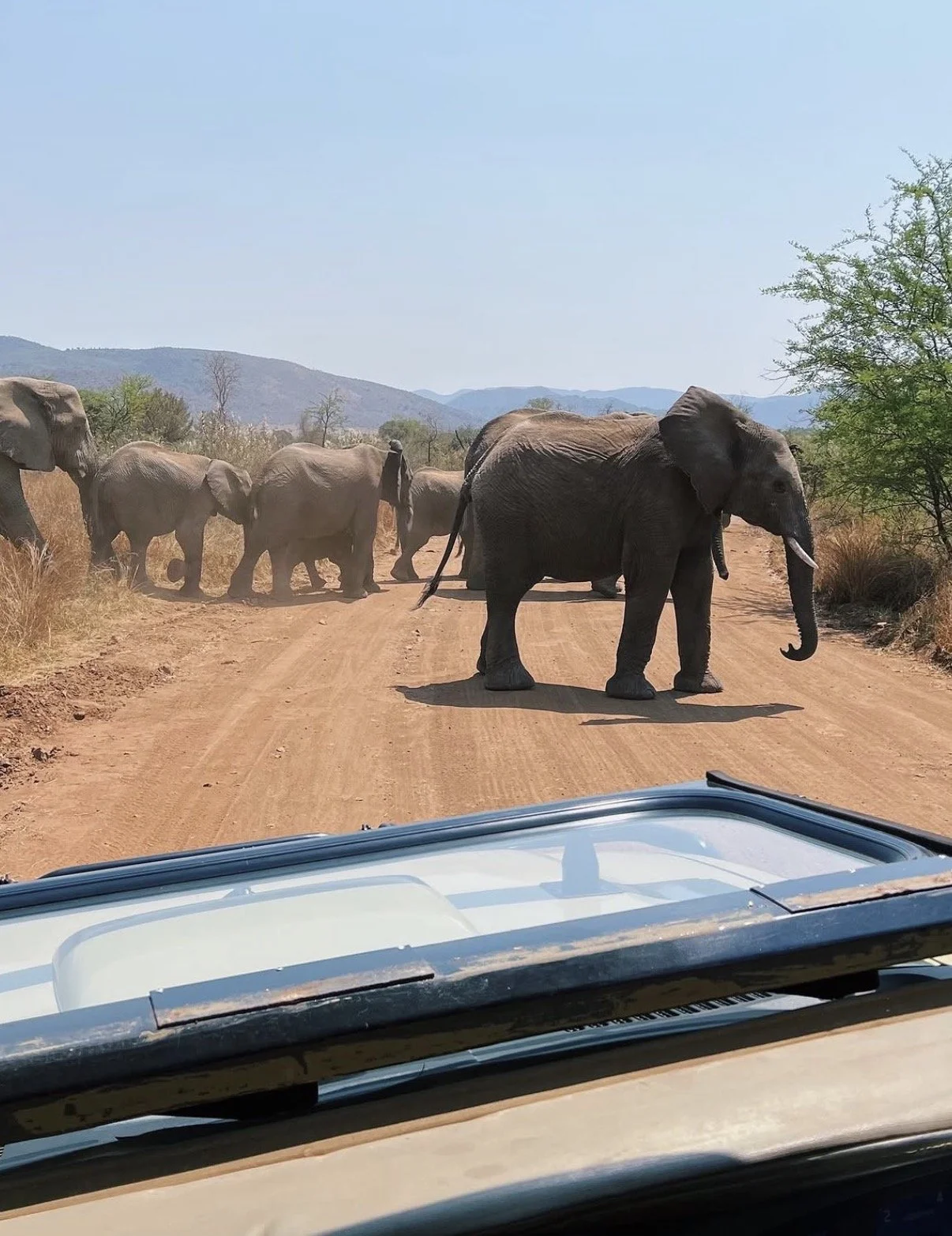 A herd of elephants crossing a dirt road in a savannah landscape, with a view of mountains in the background, seen from a vehicle.