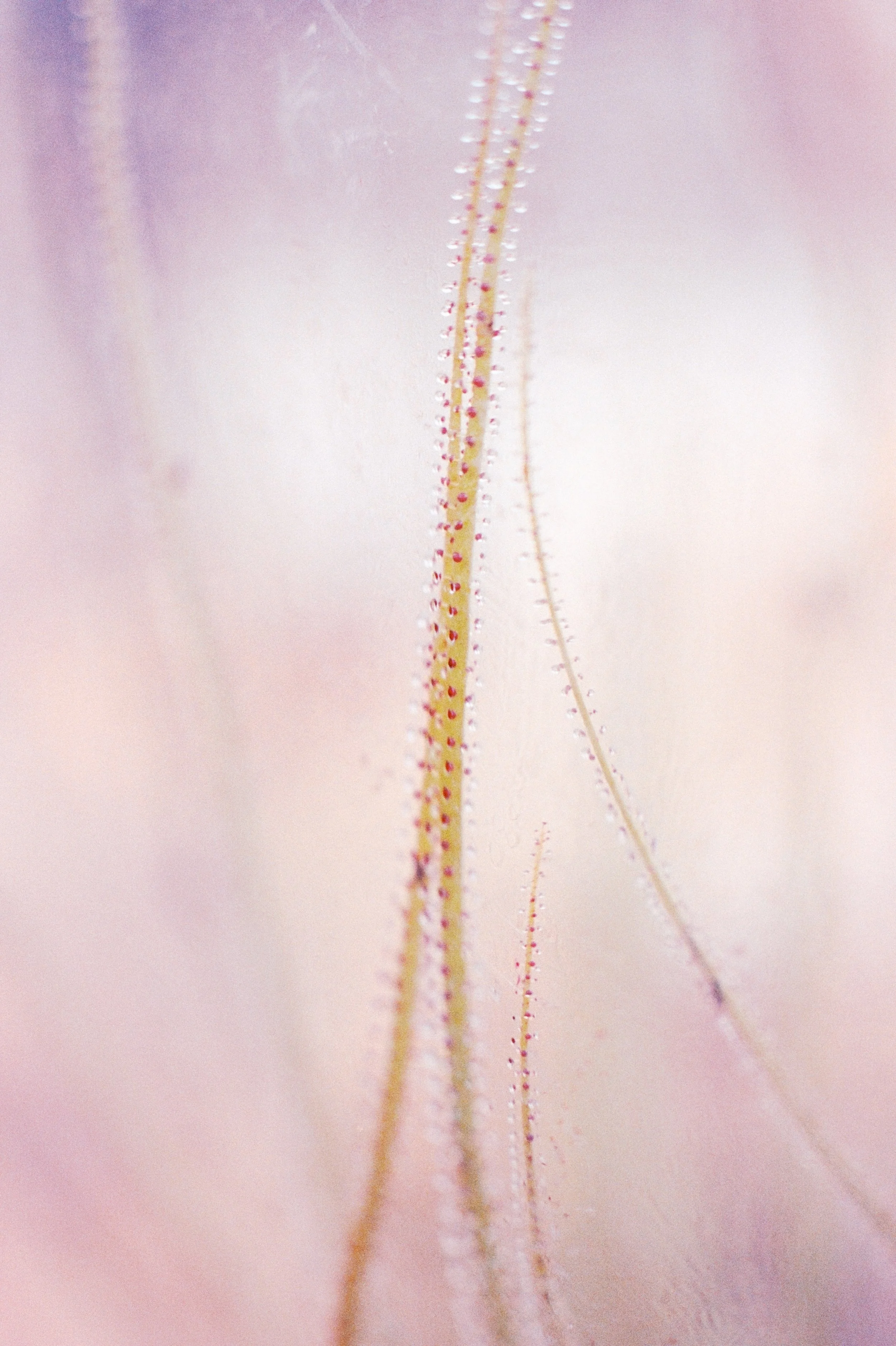 Tete d'or_001-2.jpg