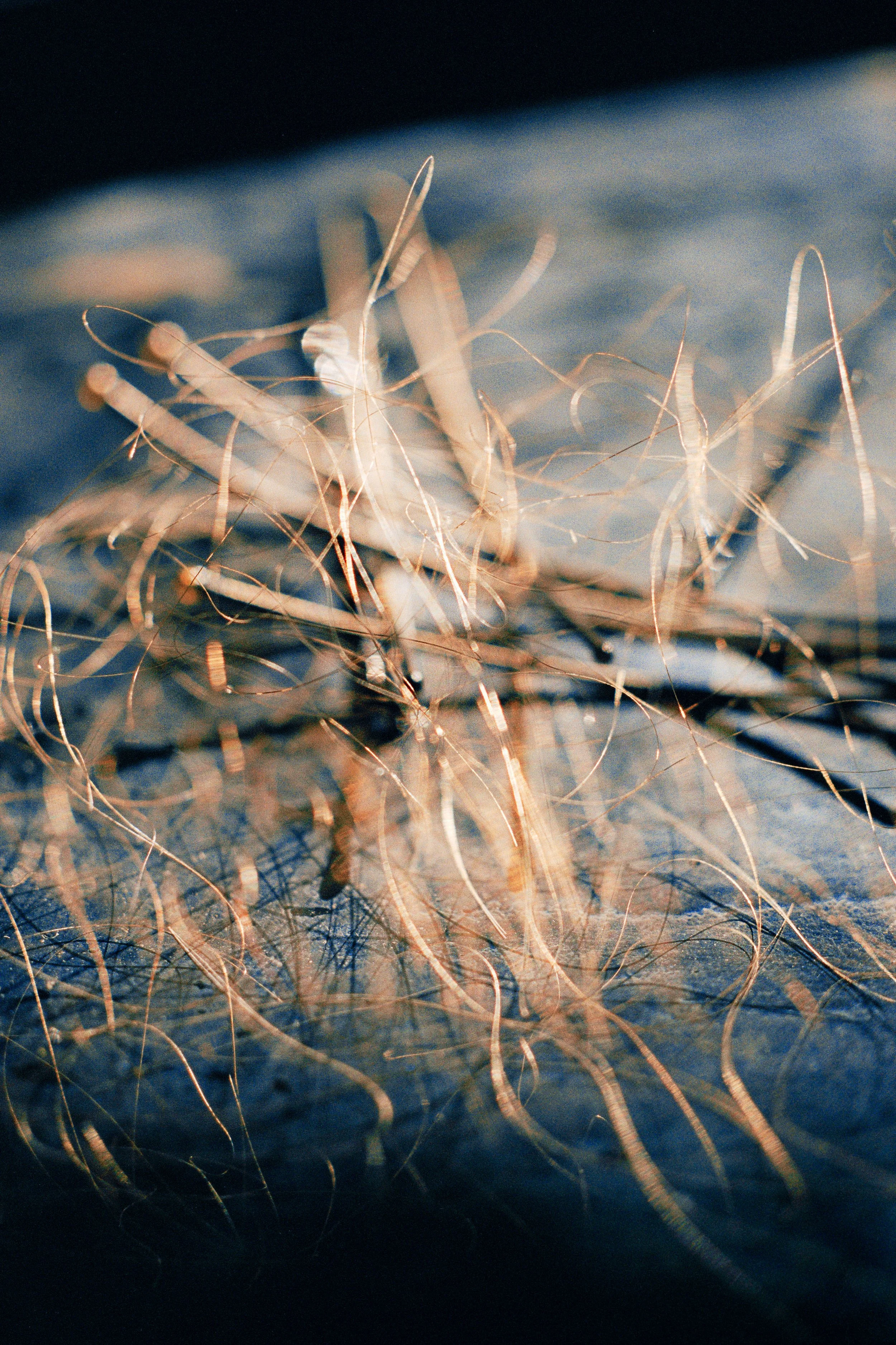 CHARBONNIER_Julie_Le Velours des ronces15.jpg