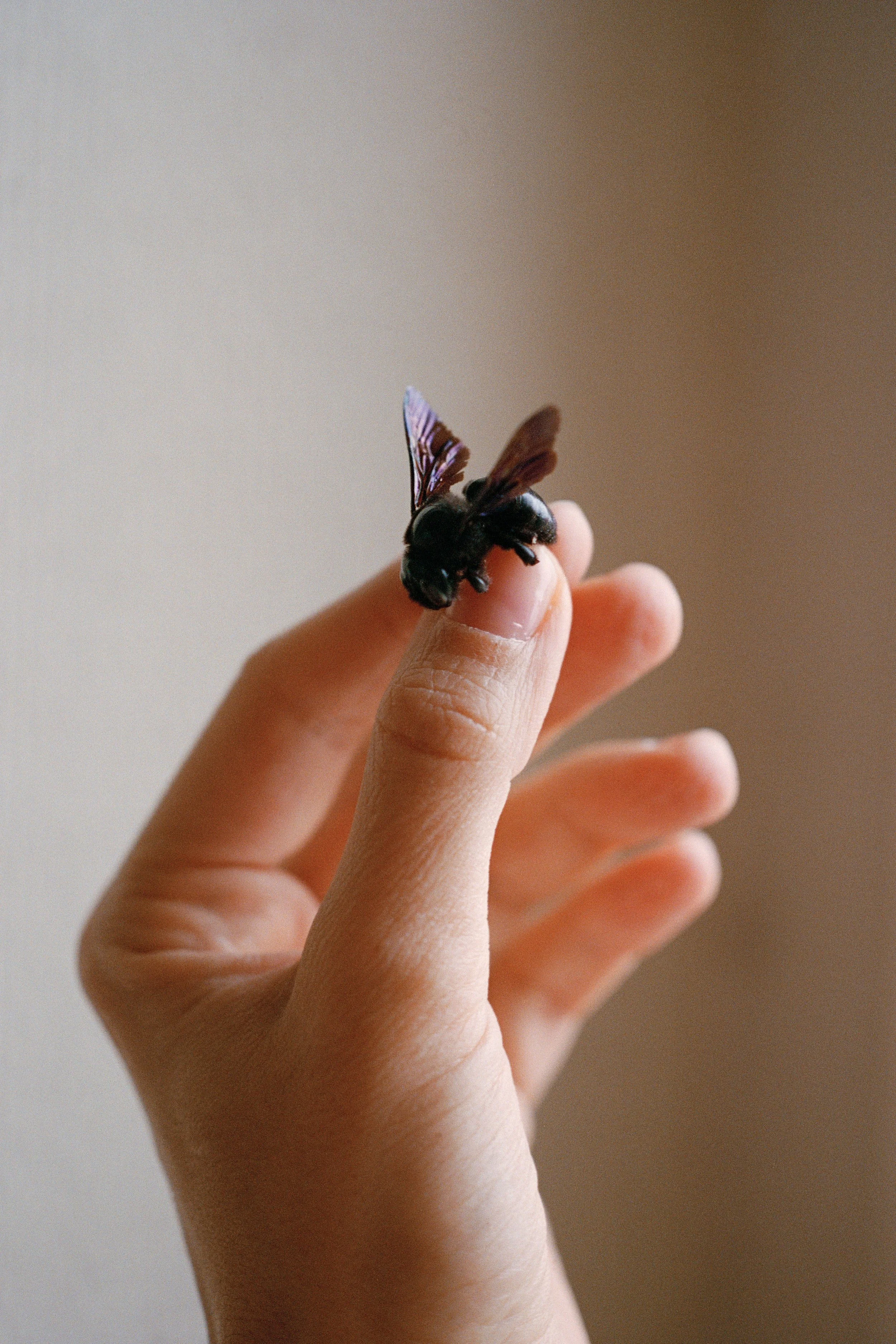 CHARBONNIER_Julie_Le Velours des ronces4.jpg