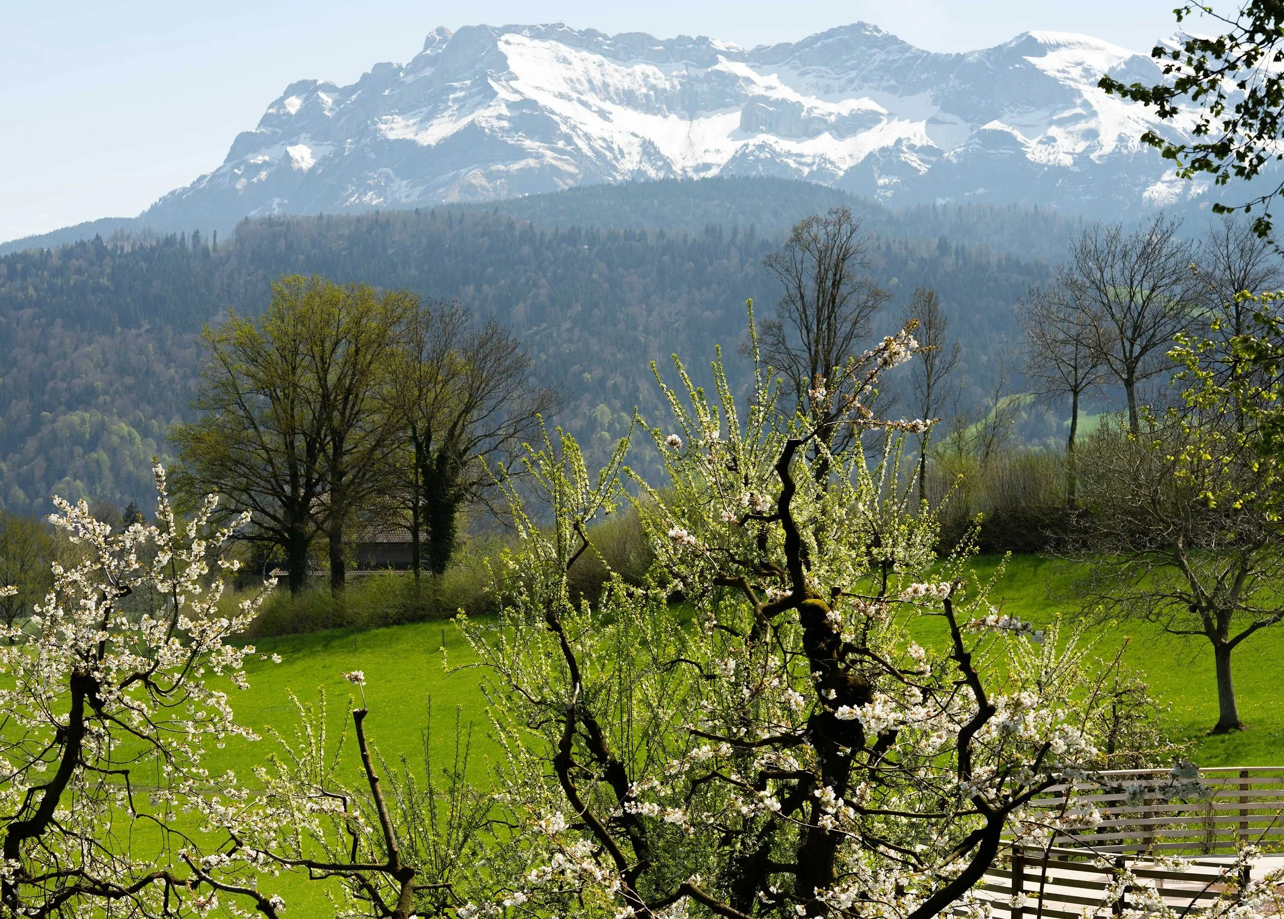 Blick auf blühende Obstbäume in einem grünen Garten, im Hintergrund Berge mit Schneefeldern, teilweise bewaldet.