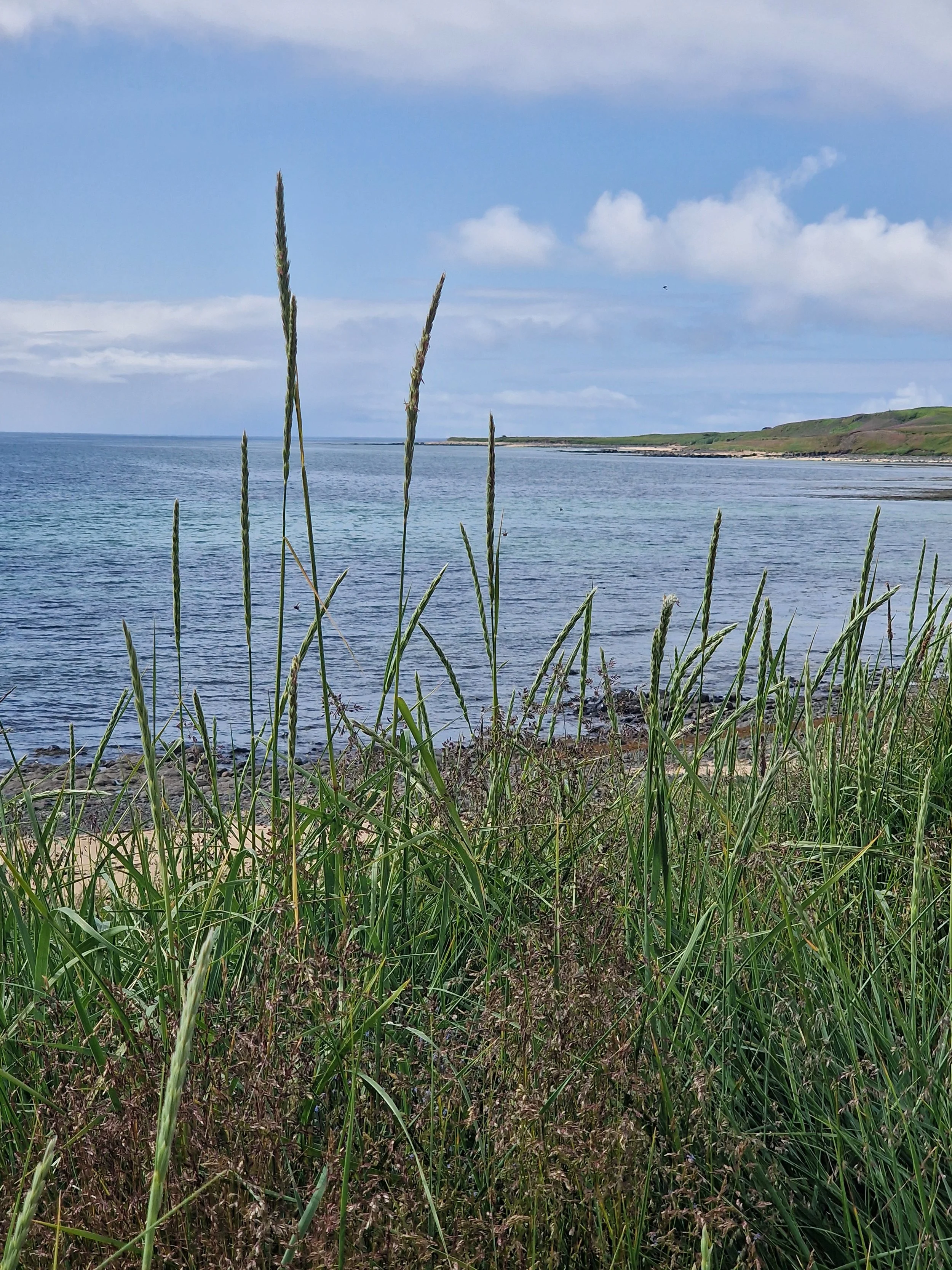 A coastal scene with tall grasses and a rocky beach, leading to calm blue water and a distant shoreline under a partly cloudy sky.
