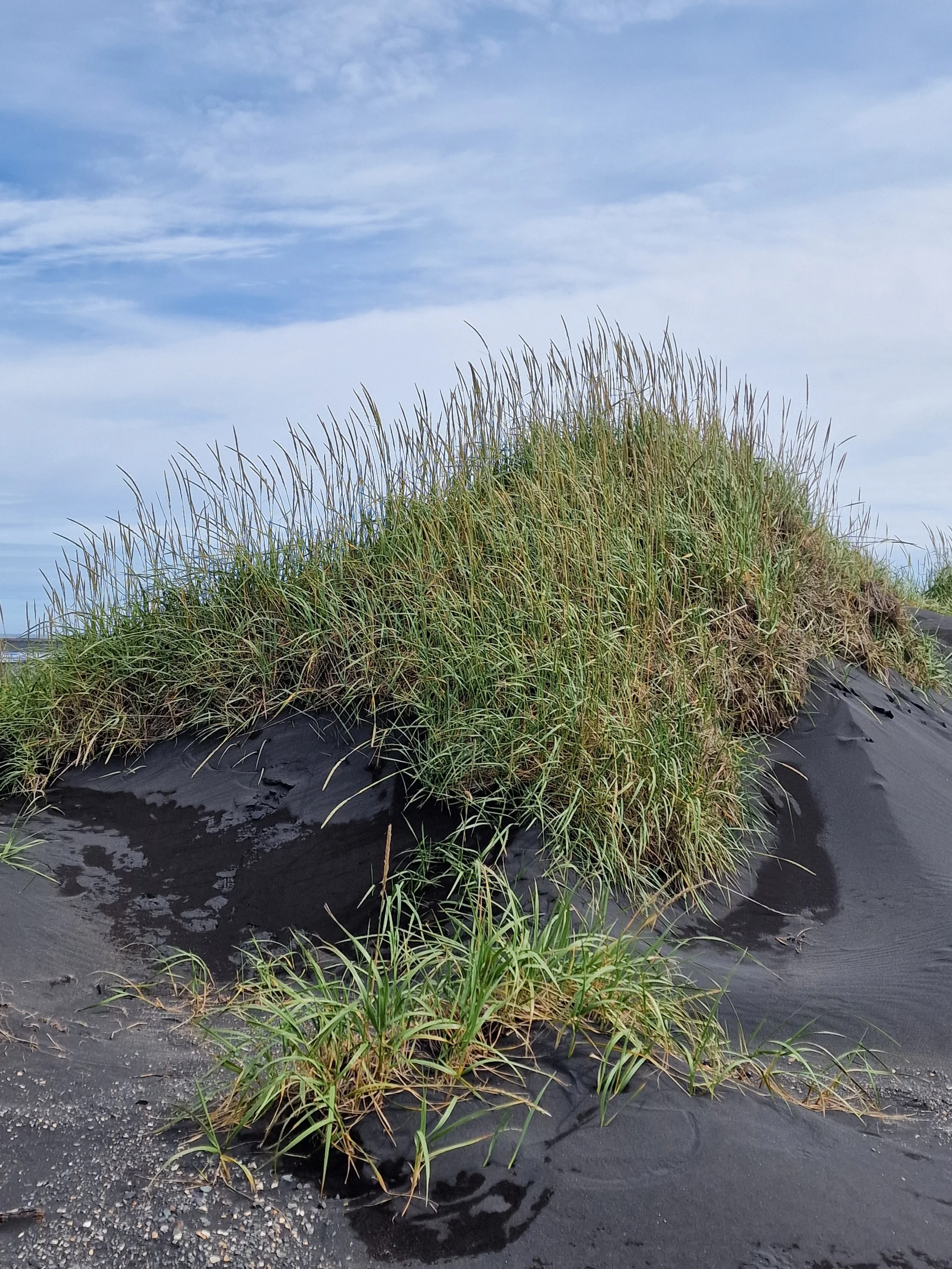 Dune with grass and a partly cloudy sky.
