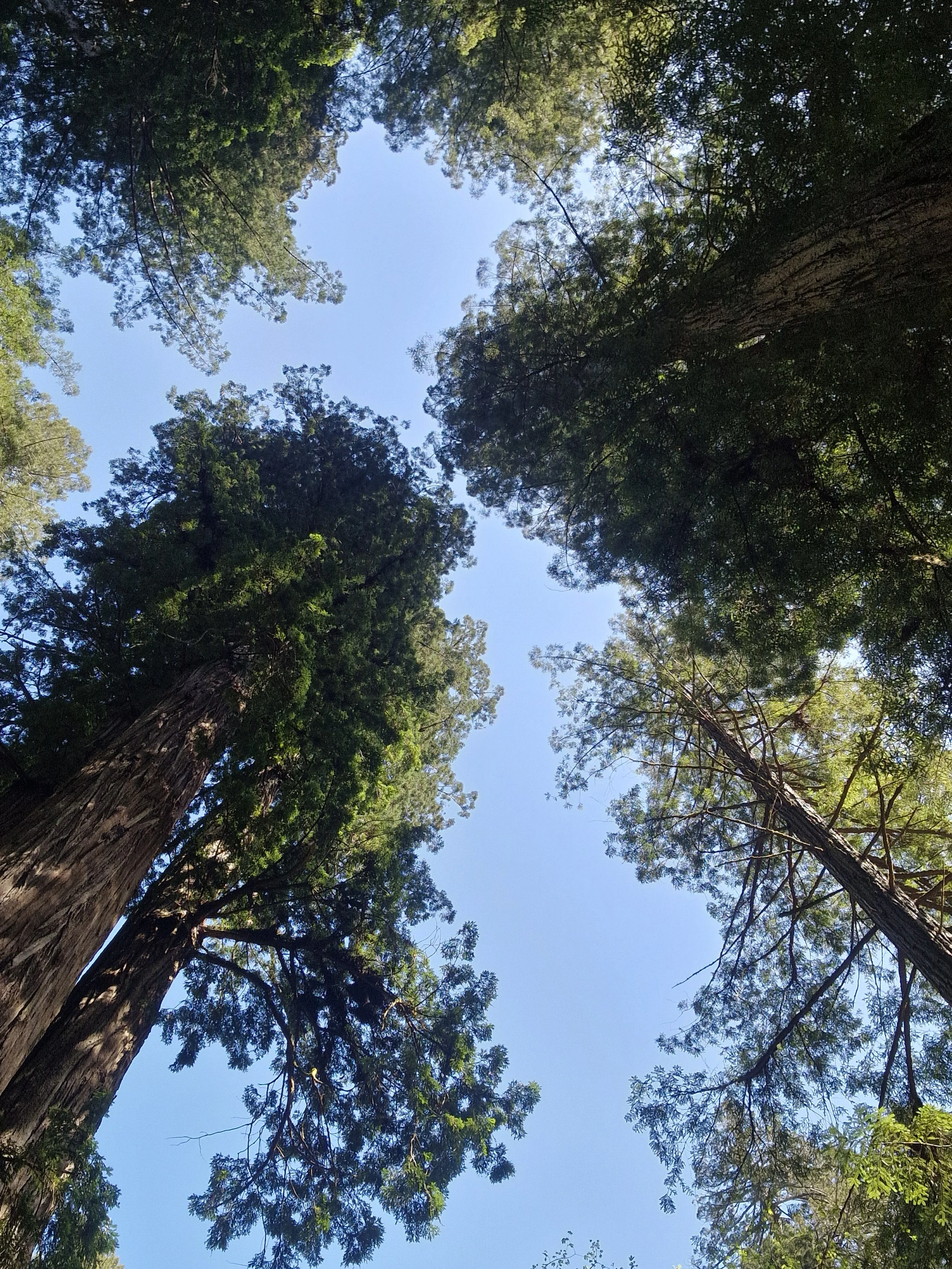 Looking up at tall evergreen trees with a clear blue sky in the background.