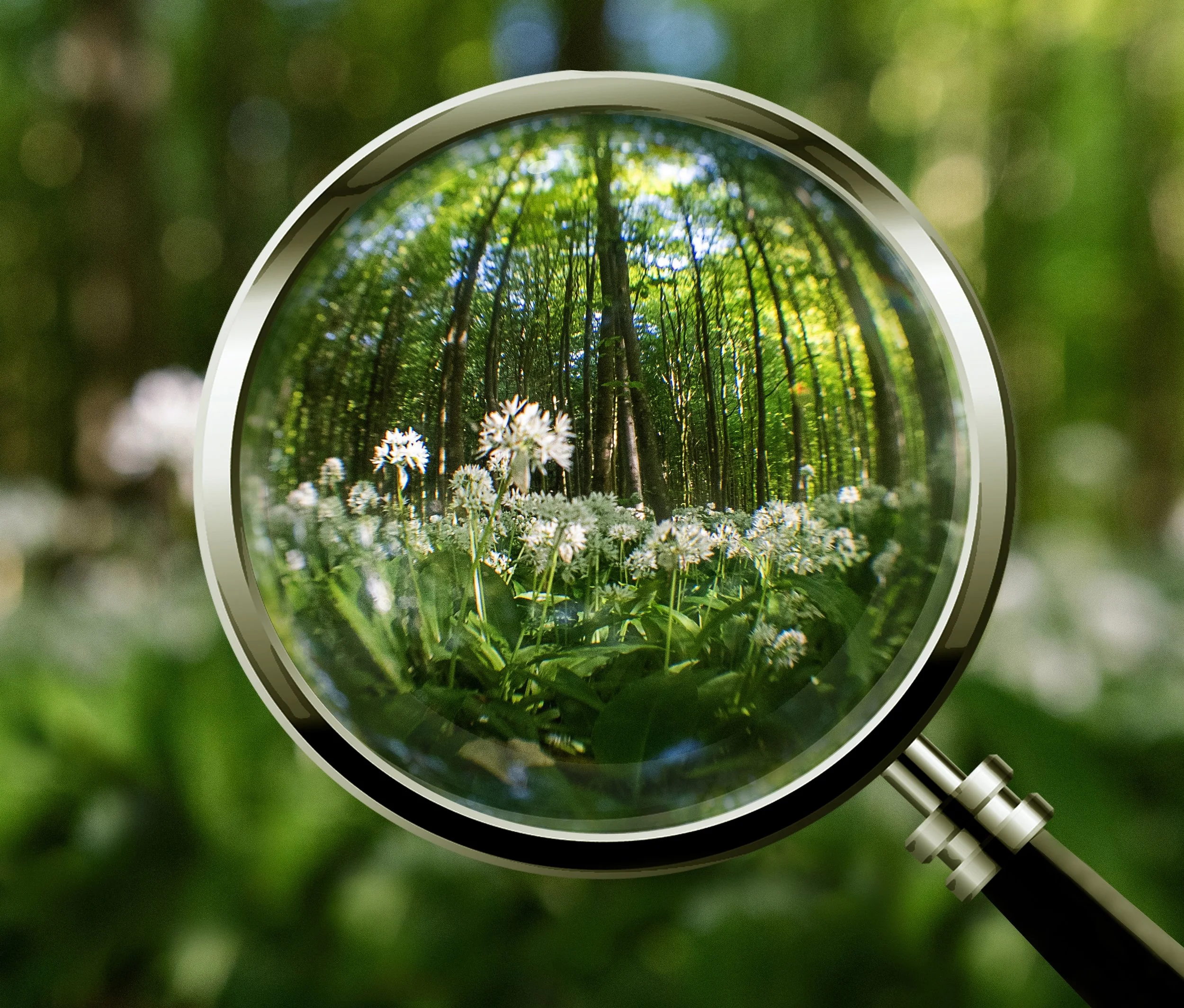 Magnifying glass focusing on forest flowers, symbolising clarity, reflection, and personal growth through life coaching for women.