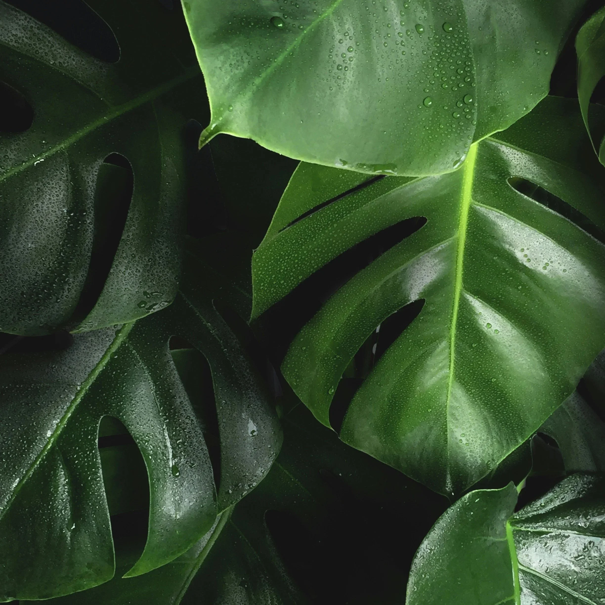 Welcome to the Jungle