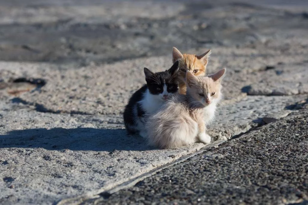 Three cats, one black and white, one orange, and one cream, sitting on a paved outdoor surface.