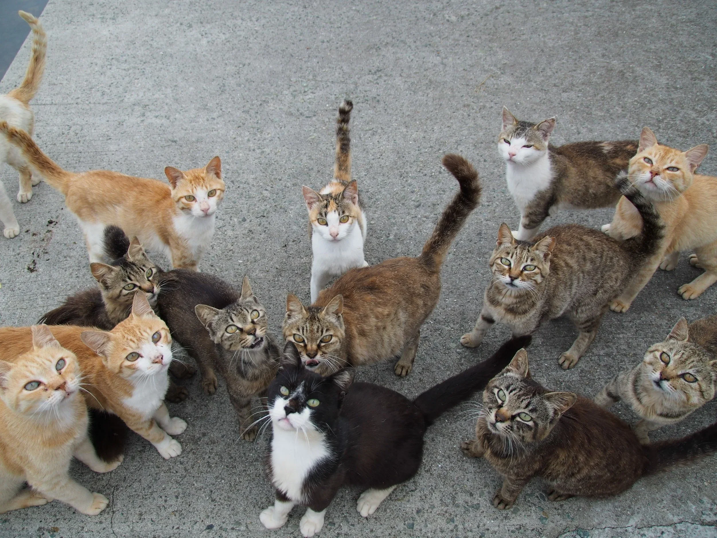 Prologue: The Wall of Dogs and Cats