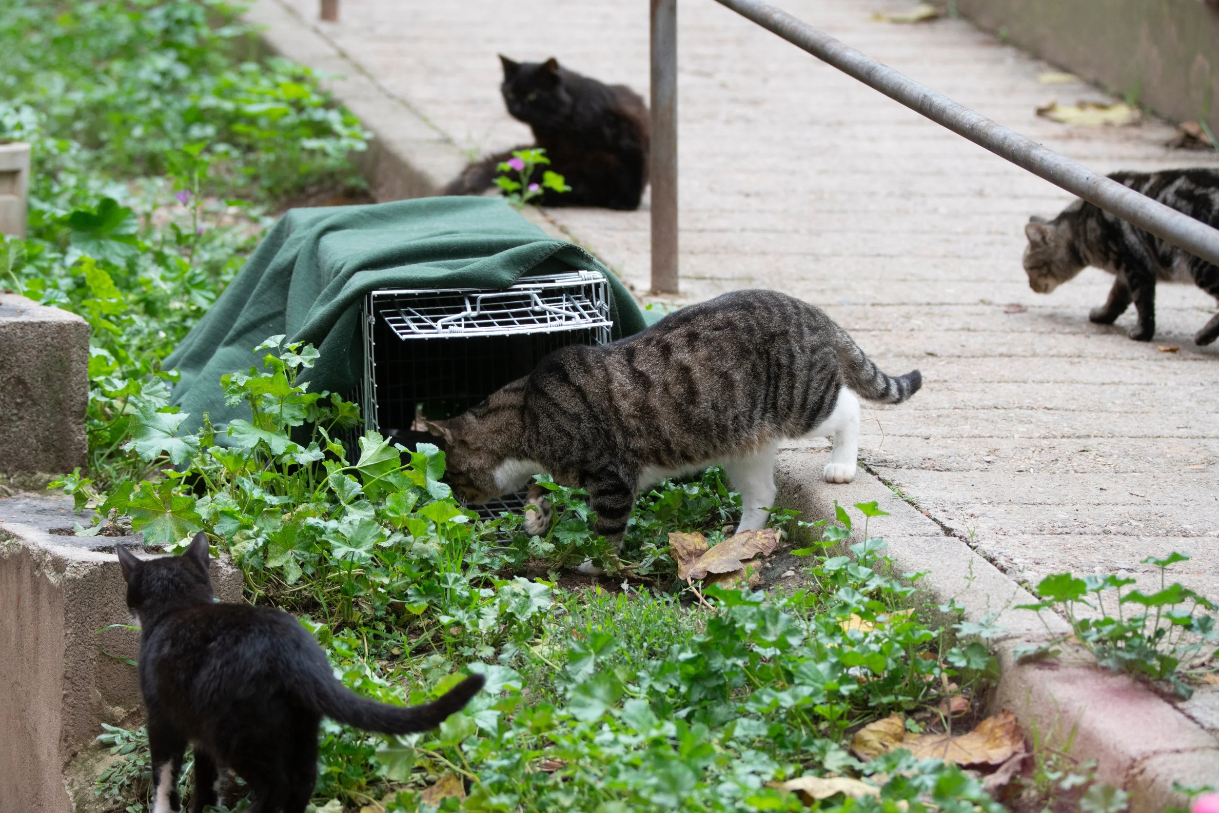 Heartbreak to Hero: Stop the Slaughter of Innocent Strays with TNR