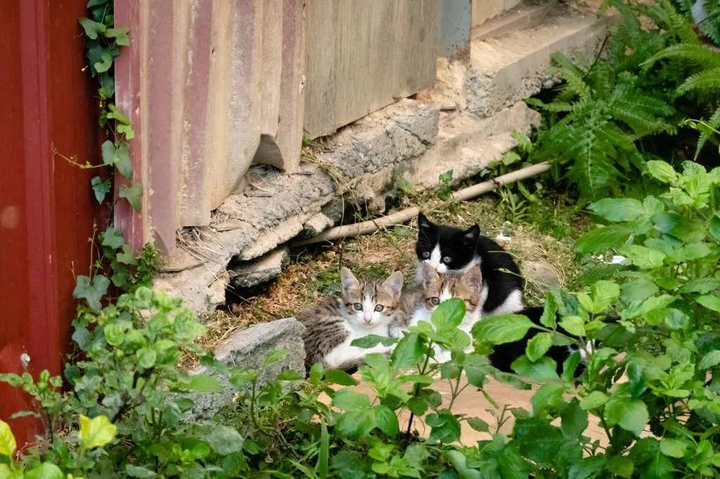 A black and white adult cat surrounded by three kittens sitting among green bushes near a wooden fence.