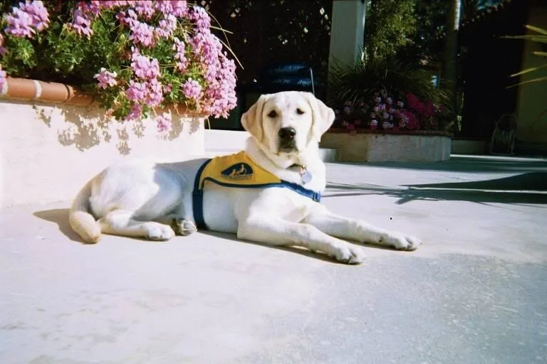 One of two guide dogs for the physically disabled I raised, each for two years. Canine Companions