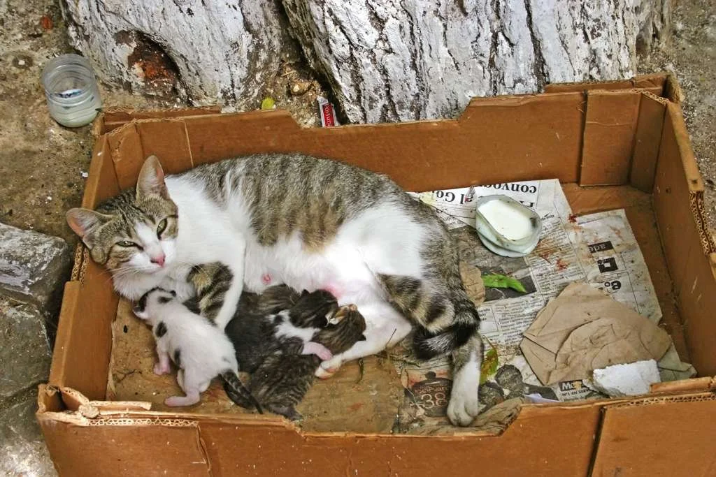 A mother cat with gray and white fur resting in a cardboard box, nursing her kittens. The box contains crumpled paper and a dish of milk. The setting appears to be outdoors with dirt and rocks around.
