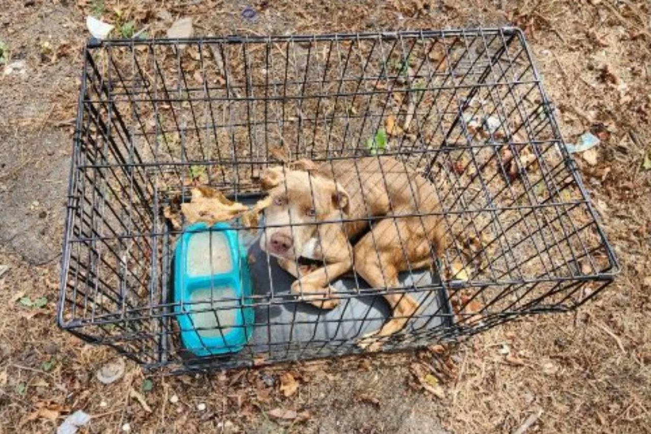 A small brown dog lying inside a metal cage on dirt, with a blue water bowl and scattered leaves inside the cage.