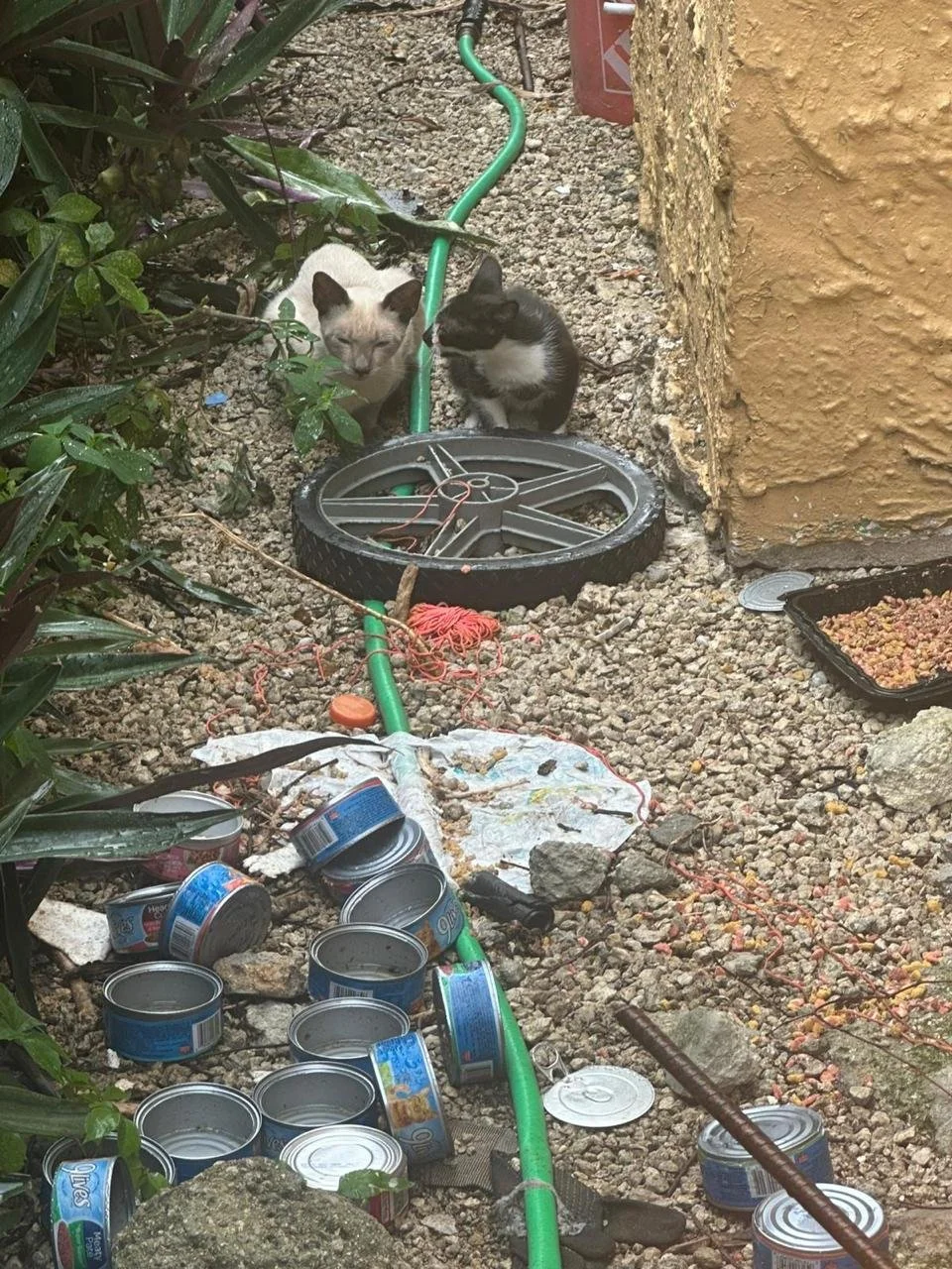 Two cats, one with light fur and black points, and the other black with white, are sitting among scattered cans, a broken sprinkler, and various debris on a gravel ground next to a yellow wall and green plants.