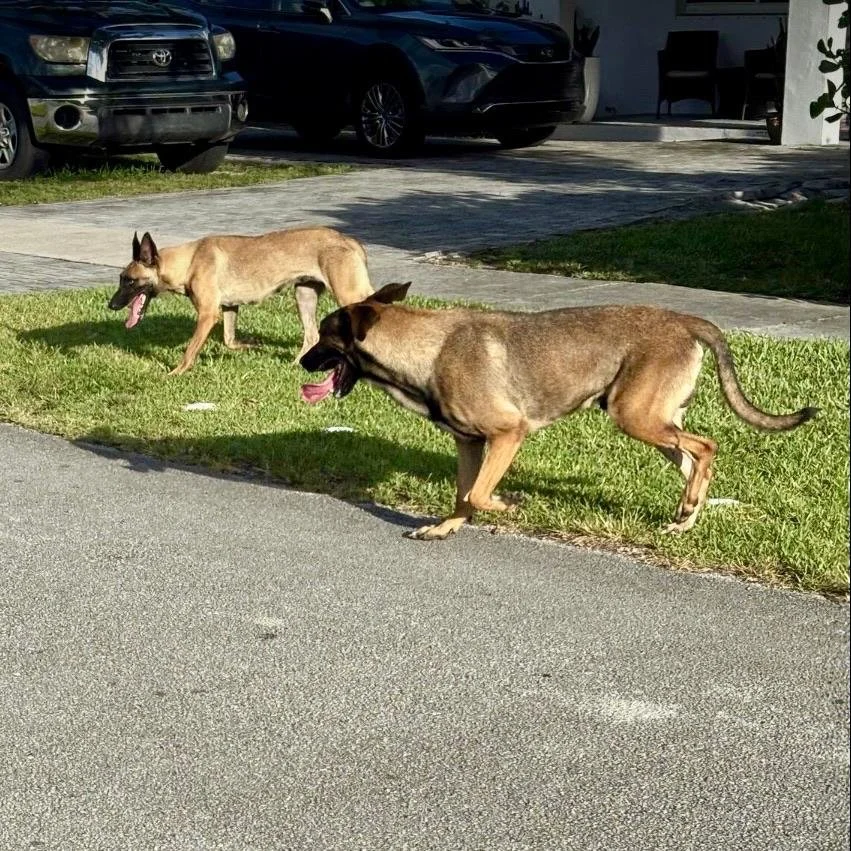 Two German Shepherd dogs walking on a grassy area nearby a sidewalk, with parked cars and a house in the background.