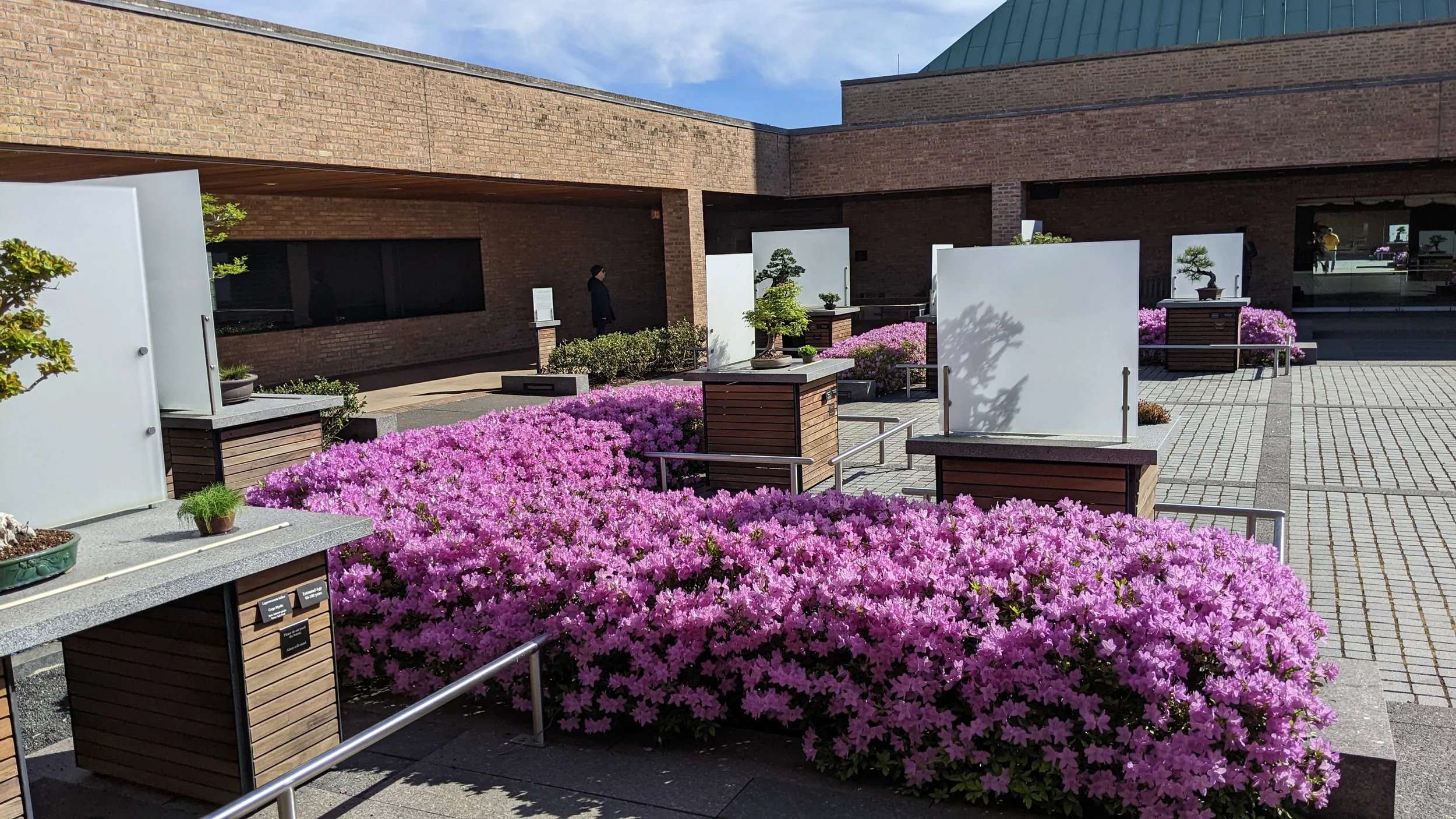 Azaleas CBG Bonsai .jpg