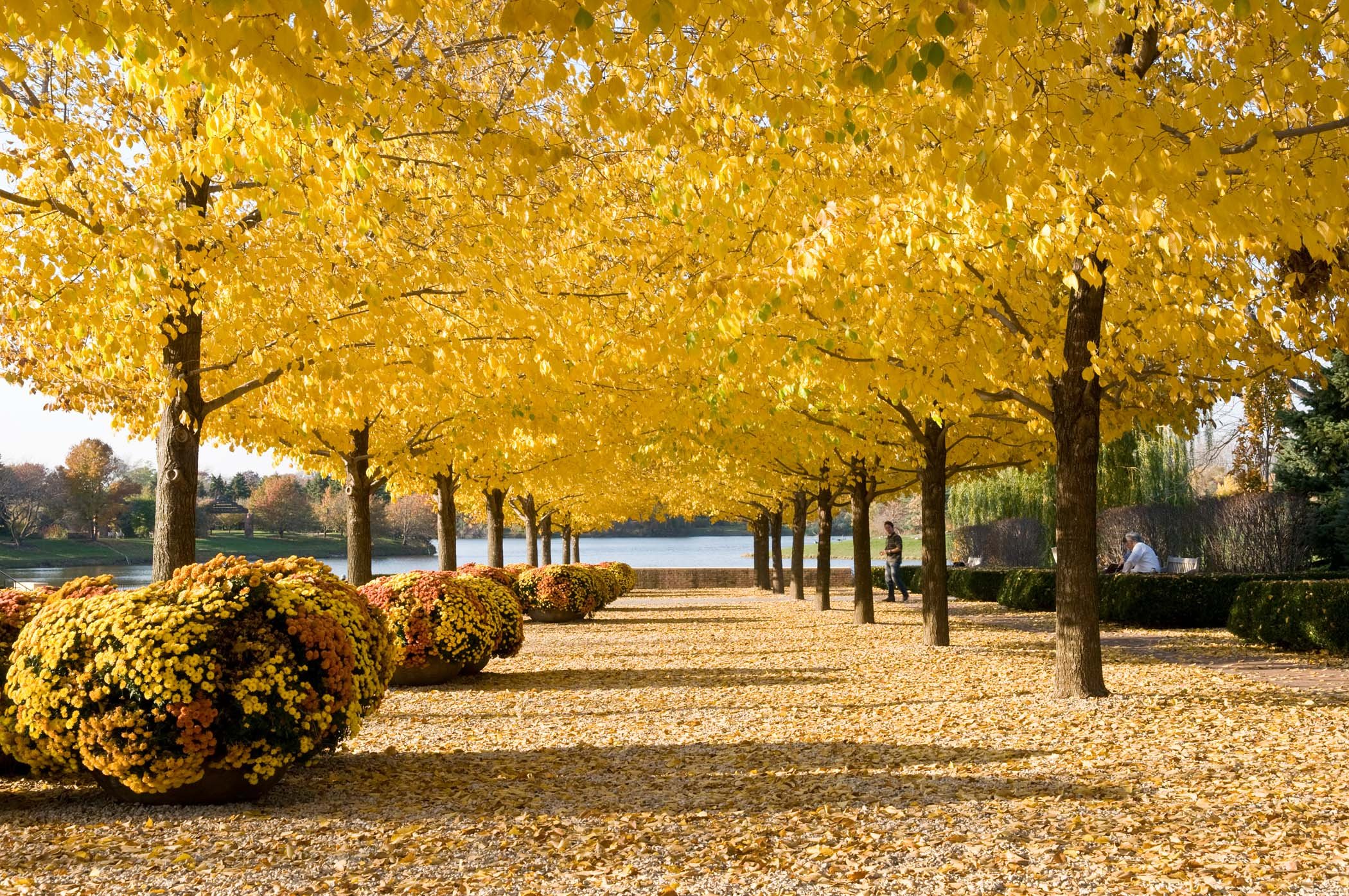 Chicago Botanic Garden Esplanade, Elm Allee, Glencoe, IL