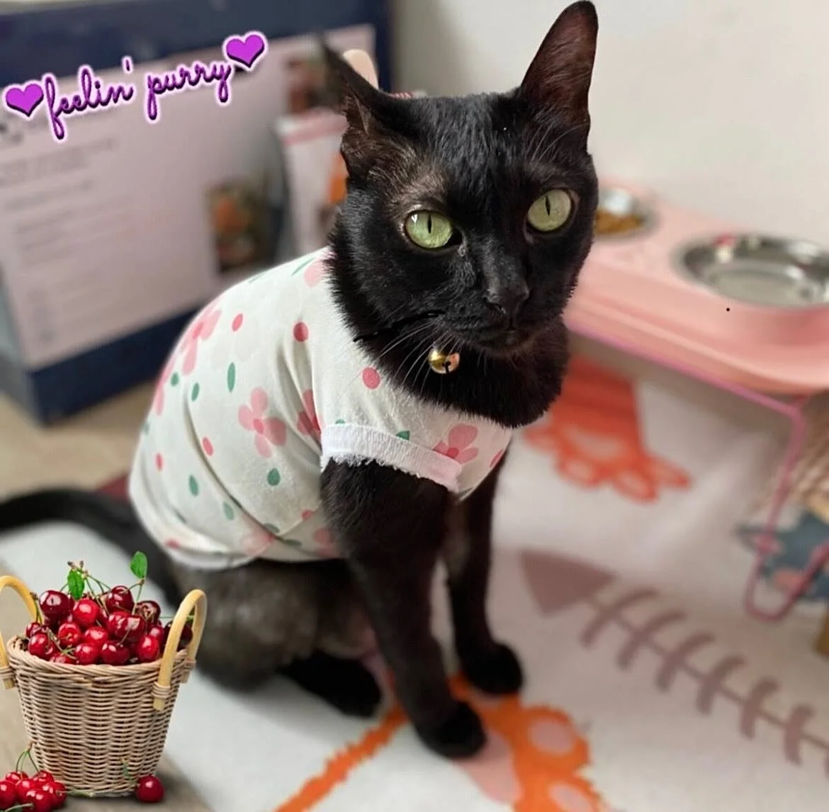 💜 Meet @ Snowdrop , the purrfect little fashionista who&rsquo;s all dressed up &amp; ready to pick some cherries 🍒🐾✨ Join us on Petzbe to meet adorable cuties like Snowdrop &amp; share your furry moments with a pawsitive community! 💕😻

🐈&zwj;⬛?