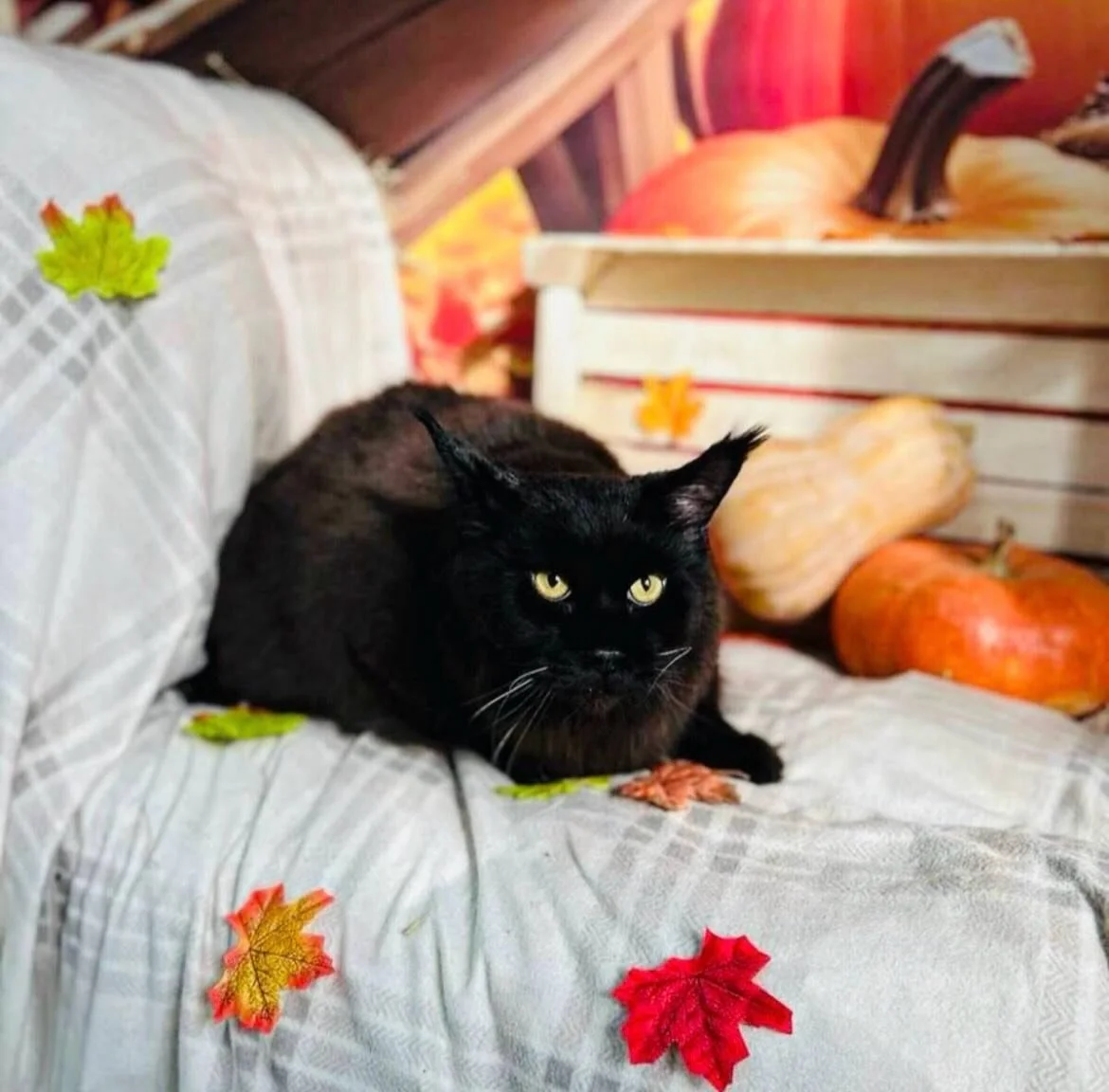 👻 Spooky season is almost over&hellip; but the cuteness never ends! 🍁🐾
Meet @Mavr, a majestic Maine Coon with serious autumn vibes 🖤🐈&zwj;⬛
Join Petzbe to meet more adorable pets like,  where pets are social, not influencers! 🐶🐱💜

👉 Download