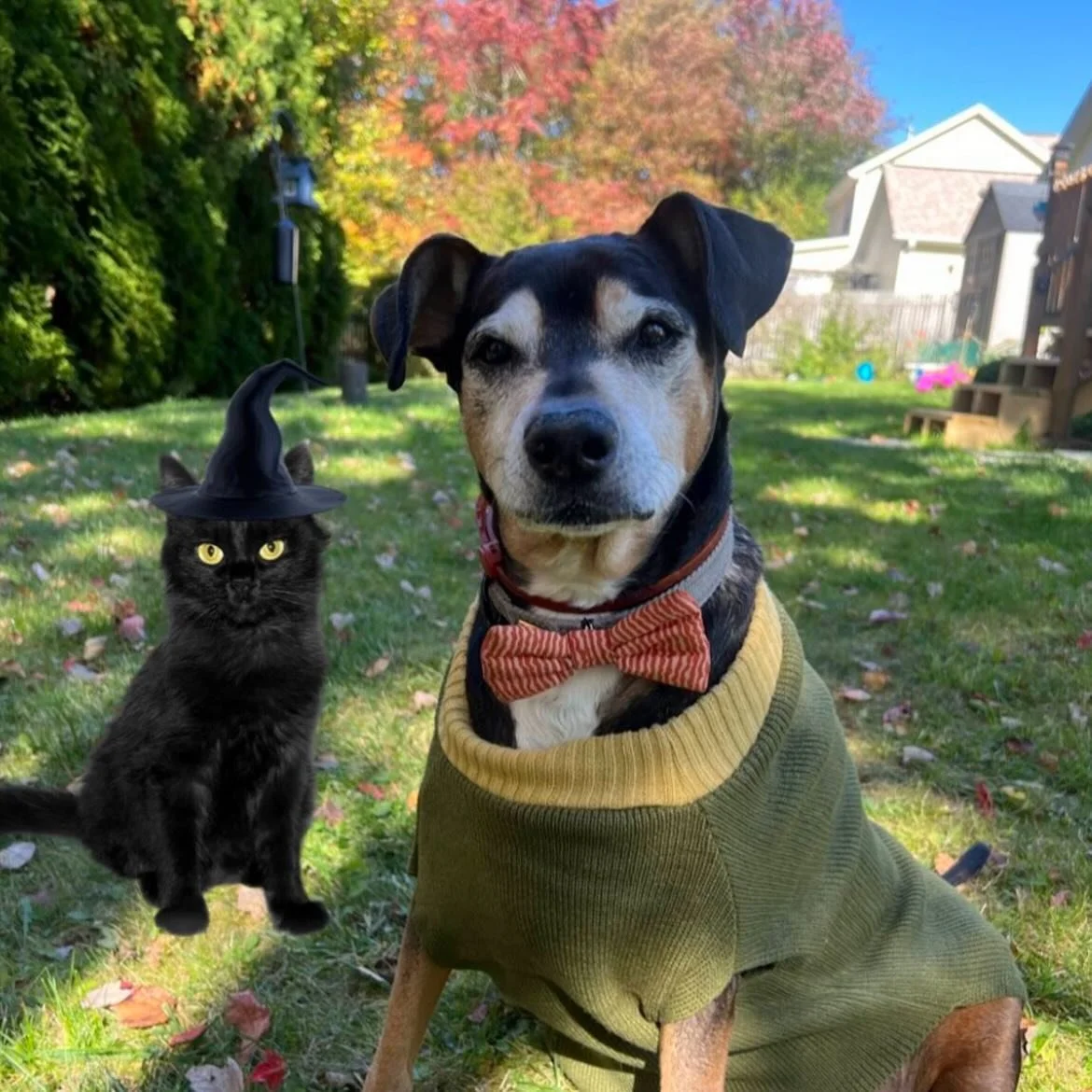 🎀 Meet @loganbowties one of our amazingly talented Petzbe users who makes the most creative edits ever! 😍🐶✨ Our community is full of pawsome pets &amp; humans who share love, art, &amp; cuteness every single day. 🐾💖

Join the fun on Petzbe, the 