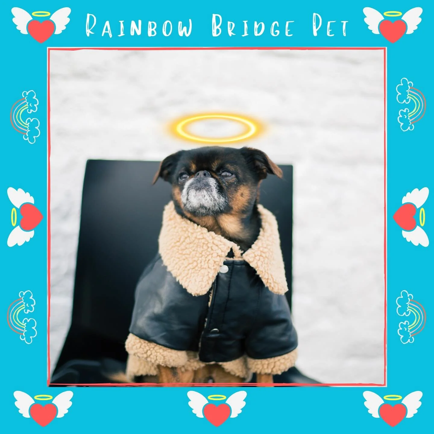 It&rsquo;s with the deepest sadness that I share that my sweet Angus has crossed the Rainbow Bridge at 17. 💔🌈 

He passed peacefully in my arms at home. My heart feels shattered, yet filled with gratitude for the beautiful years we shared. ❤️&zwj;?