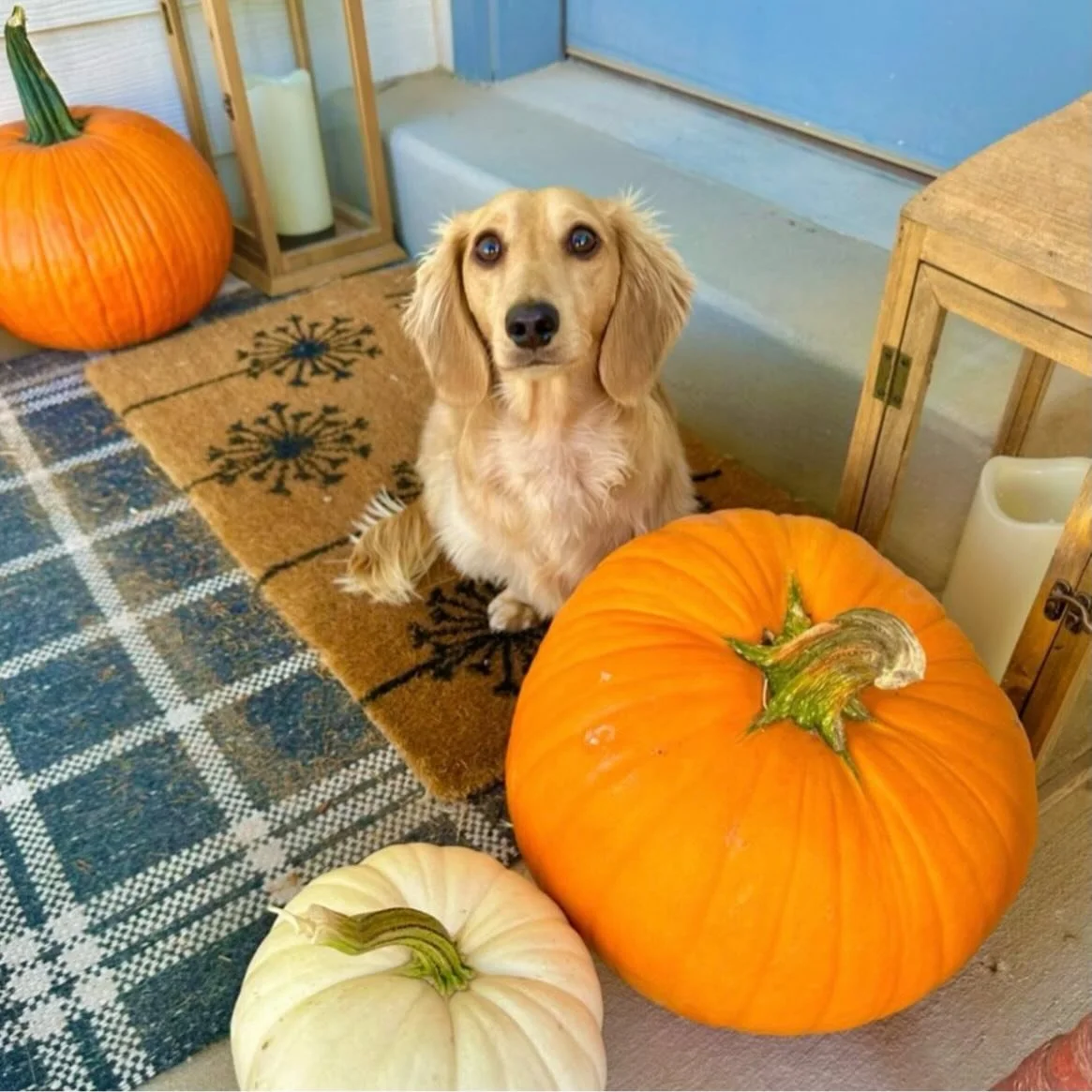 😍 How pawdorable is @christygill &amp; her stylish dachshund using our pawsome Petzbe stickers?! 🐶🎀✨ Our community is full of creative pet lovers who make every post extra cute! 🐾💫

Join the pack on Petzbe!Where pets come first 🐕💞
👉 https://p