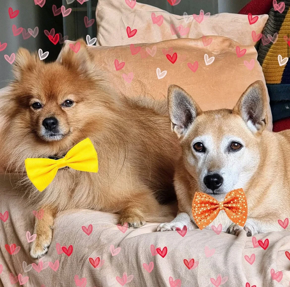 ✨Meet Simba 🦁 &amp; Dobby 🐾✨ These dapper pups are rocking their bow ties 🎀 &amp; spreading love 💕 on Petzbe! 🐶💫 *sniff* Simba &amp; Dobby on Petzbe 👉 https://petzbe.app.link 🐾

Because life&rsquo;s better when we share it with paws 🐾🐕💛

#