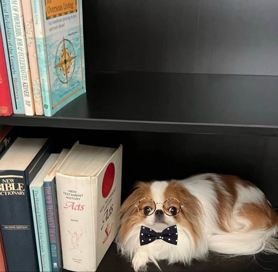 🐾 Say hello to our furry friends @gingersweeties! 🐱✨ Serenity River &amp; Clipsie are already keeping an eye on their new neighbor 👀💛 and bringing us the cutest morning vibes ☀️💕

We&rsquo;re so excited to have them in the pawsome Petzbe communi