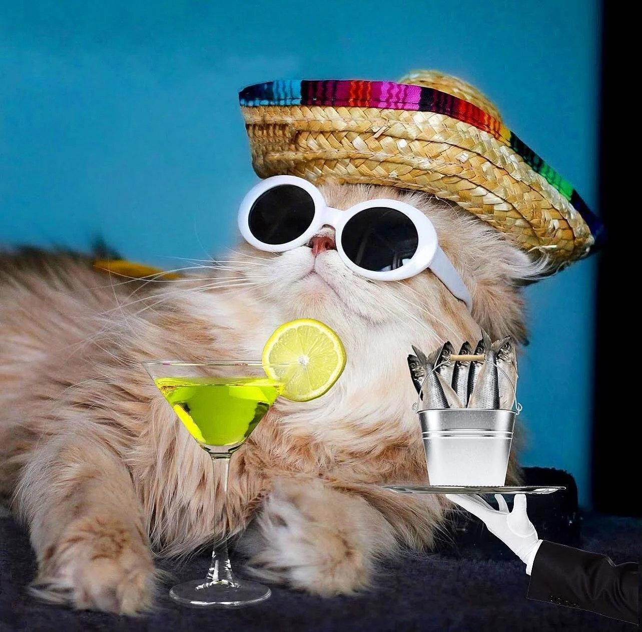 Soaking up the last bit of summer like ☀️&hellip;! 🍸❤️&zwj;🔥🐾 Make sure to *sniff* @dustin_ferry_the_cat today on #Petzbe! 🐾📲😻

https://petzbe.app.link

#Petzbe #PetCommunity #PetLovers #PetFriends #PetApp #PetSocial #PetLife #PawsAndClaws #Pet