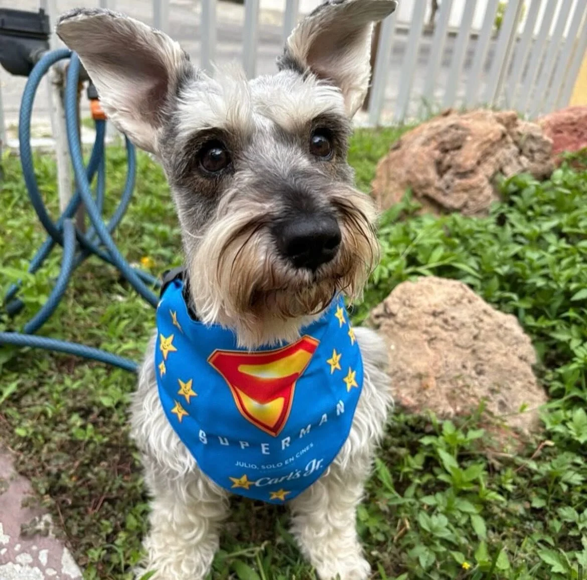 Meet Lola 🐾✨ aka the cutest Supaw Hero on @petzbe_app! 💖 Our pawsome community is full of pets just like her, ready to brighten your feed with cuteness overload 🐶💥 Join the fun &amp; discover more adorable heroes today! 🚀🐾

#Petzbe #SupawPup #S