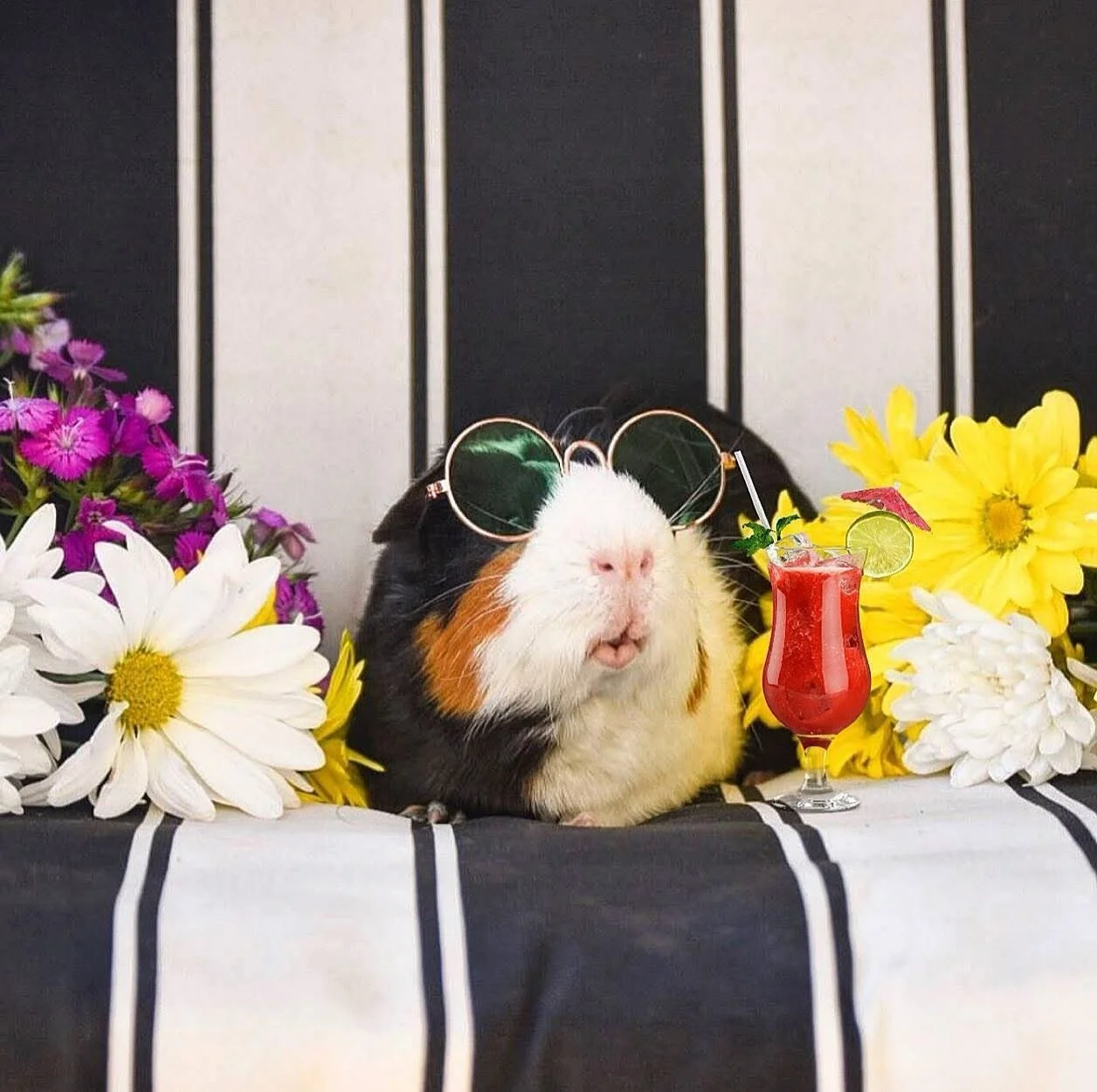 Happy SUMMER! ☀️ Hope everyone is treating themselves to a little maxin&rsquo; &amp; relaxin&rsquo; on this beautiful day! 🌴😎 Make sure to *sniff* @doggiesandguineapigs on #Petzbe today for more incredible content like this! 🐶🐹✨

#SummerVibes #Pe