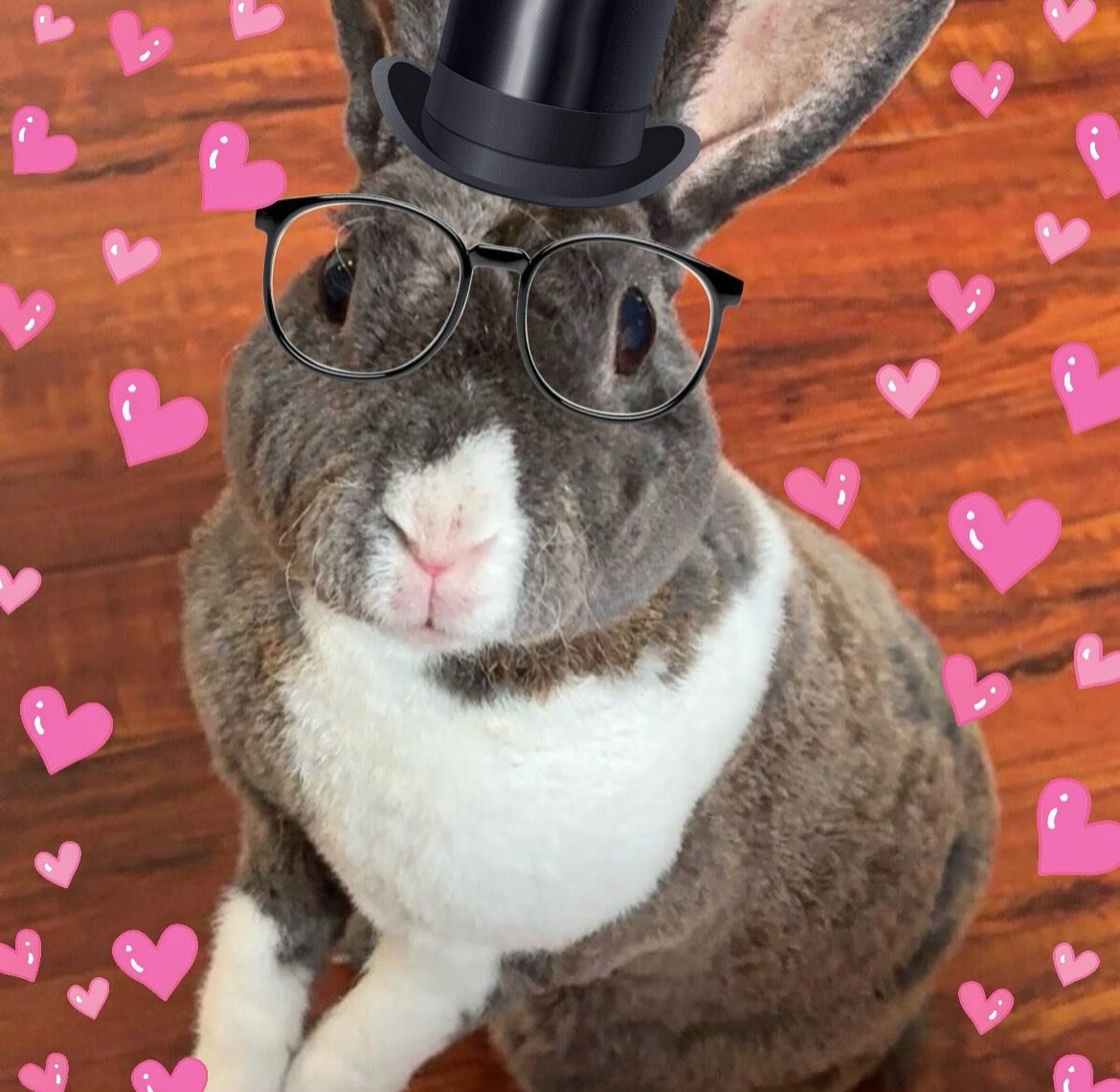 🎩 Meet Binnie (@iimbinnie) suave, stylish &amp; stealing hearts one *sniff* at a time 💕 He&rsquo;s not just a pretty bun&hellip; he&rsquo;s a certified gentleman of the fluffiest kind , 🐰 Glasses? Check, Top hat? 🎩Always. Binnie&rsquo;s been hopp