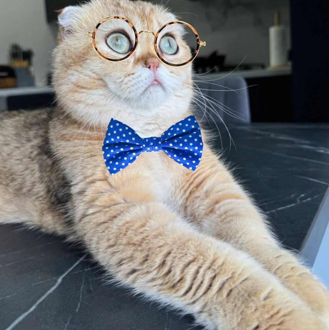 ✨ Meet @gingerfloppyears  the king of floof &amp; window side daydreams! 😻 *Sniff* his adorable adventures and join the pawsome community on  #Petzbe 🐾📱

No humans allowed💜

#ScottishFold #ScottishFoldCat #ScottishFoldLove #CatsofPetzbe #CuteCats