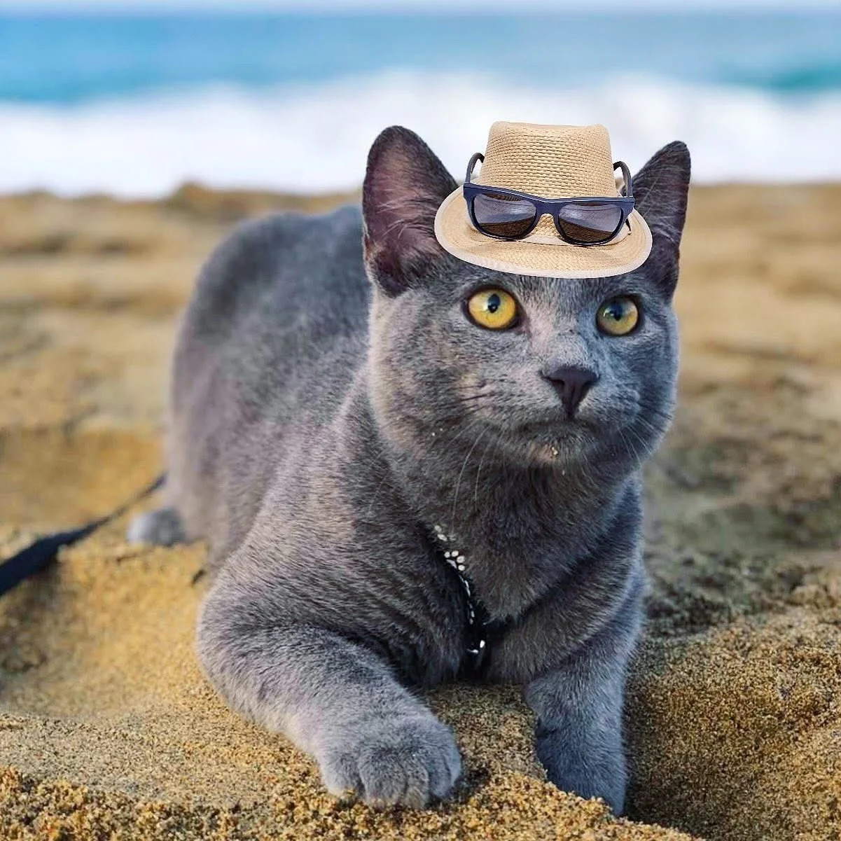 Nothing beats a pawsome beach day! 🐾😸🌴 Sand between the toe beans, sun on the fur, &amp; good vibes all around! ☀️🐚 Mizuki is serving vacation cuteness like a true meowdel! 🐱📸💁&zwj;♀️

*Sniff* your way to @mizukithegato on #Petzbe to catch all