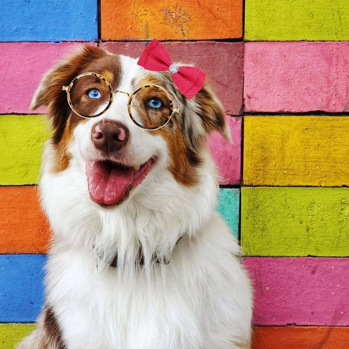 Say hello to the gorgeous @sashausssie! 💕🌈🐾 She&rsquo;s new to the Petzbe fam &amp; already stealing hearts with those eyes and that bow 😍🎀 *Sniff* her out on the app and become best furrriends furrrrever! 🐶💖
#Petzbe #DogsofPetzbe #AussieLove 