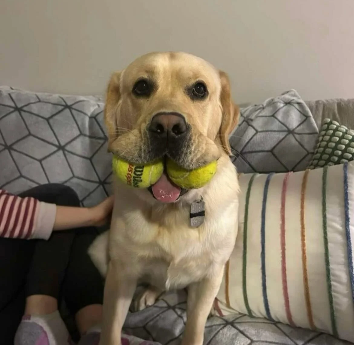 🎾 Double the balls, double the cuteness! 😍💗 Say hello to @eleganteloise, our pawsitively precious new floof who&rsquo;s already stealing hearts 💛✨🐶
Go show her some love &amp; don&rsquo;t forget to *sniff* her on the app 🐾

🌈👉 Download Petzbe