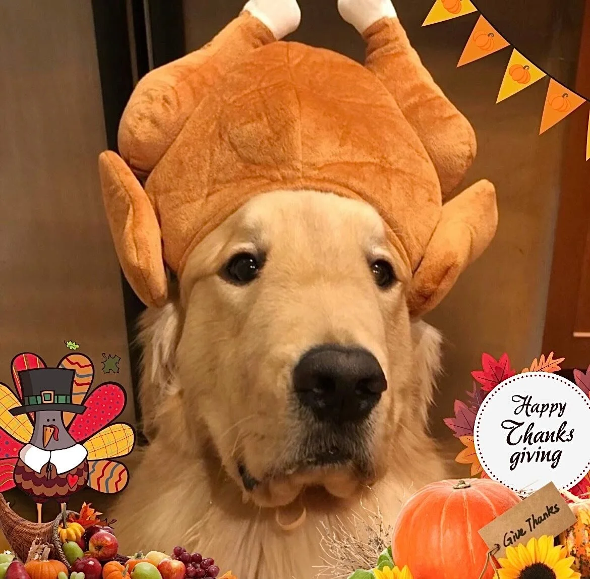 🦃✨ Thanksgiving Week is here, and our Petzbe users are bringing the CUTENESS to the table! 😍💜
Just look at this turkey-ready pupper 🍗🐶 ! Our community is full of adorable pets that make every day feel like a celebration.

Want more fluffy faces,