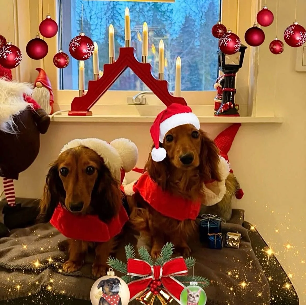Our favorite dog hotel @ thedoghotel is officially ready to welcome the holiday season in the cutest way possible! 🎄🐶✨ From cozy stays to nonstop tail wags, this is where the season&rsquo;s happiest pups will be! 💕🐾 

📲 Join the fun on Petzbe: h