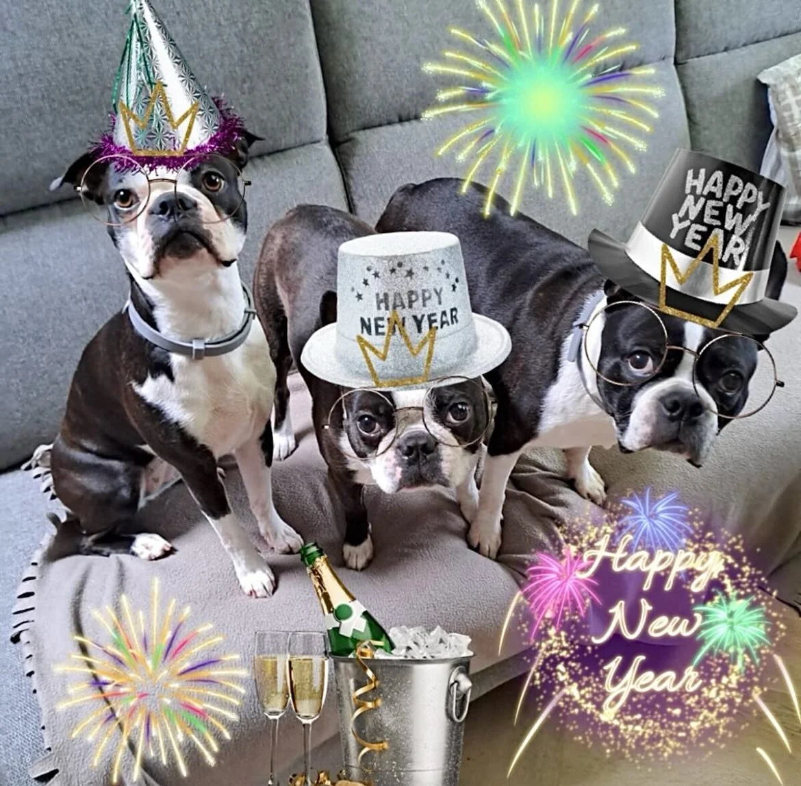 Happy New Year from Petzbe! 🐶✨ Cheers to more love, more paws &amp; many more furry friends joining us in 2026 🐾💜 Download the app &amp; be part of our pet-loving community 🐕📲
http://petzbe.app.link

User:  @ 2BostieBabies
#Petzbe #HappyNewYear 
