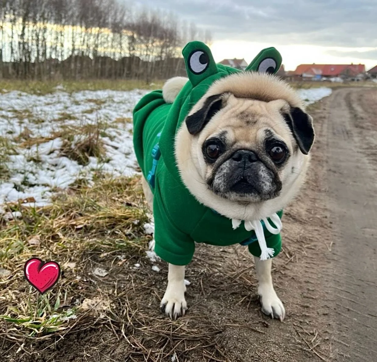 At Petzbe, we truly have the most adorable members 🥹🐶 Meet Chelsea the pug 💕 (@ princesschelsea) serving cuteness, style, and smiles from the Czech Republic 🇨🇿✨ From cozy fits to outdoor adventures, Chelsea is living her best pug life 🐾💖

Want