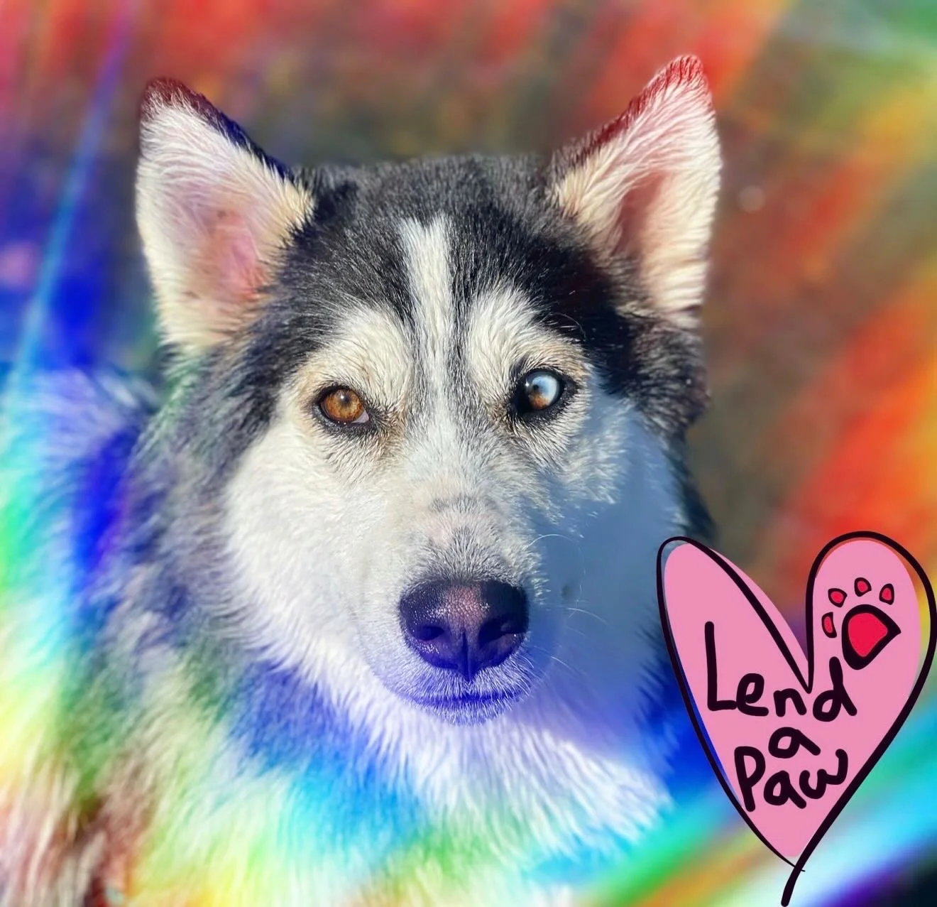 Thank you for lending your PAWsome little paws 🐾💖 In under 24 hours, our Petzbe members came together and raised $1,600 to support pets in need!

These funds helped animal rescues facing extreme winter weather, including @sapetsalive, @champchance,